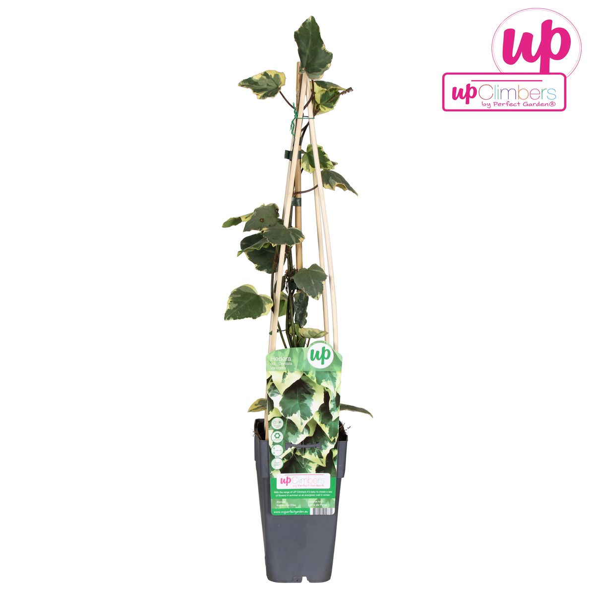 Hedera colchica 'Dentata Variegata' - Ø15cm - ↕65cm - Pflanzfix24.de - Pflanzfix24.de