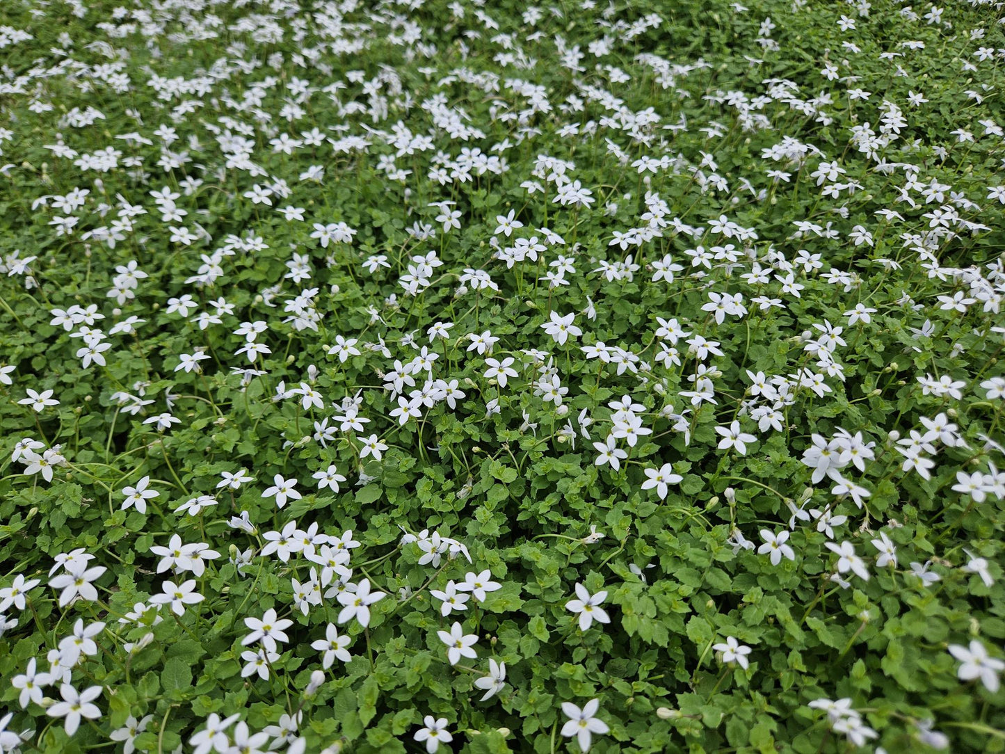 12x Isotoma fluviatilis 'Alba' – weißer Bodendecker | Pflanzfix24.de - Pflanzfix24.de