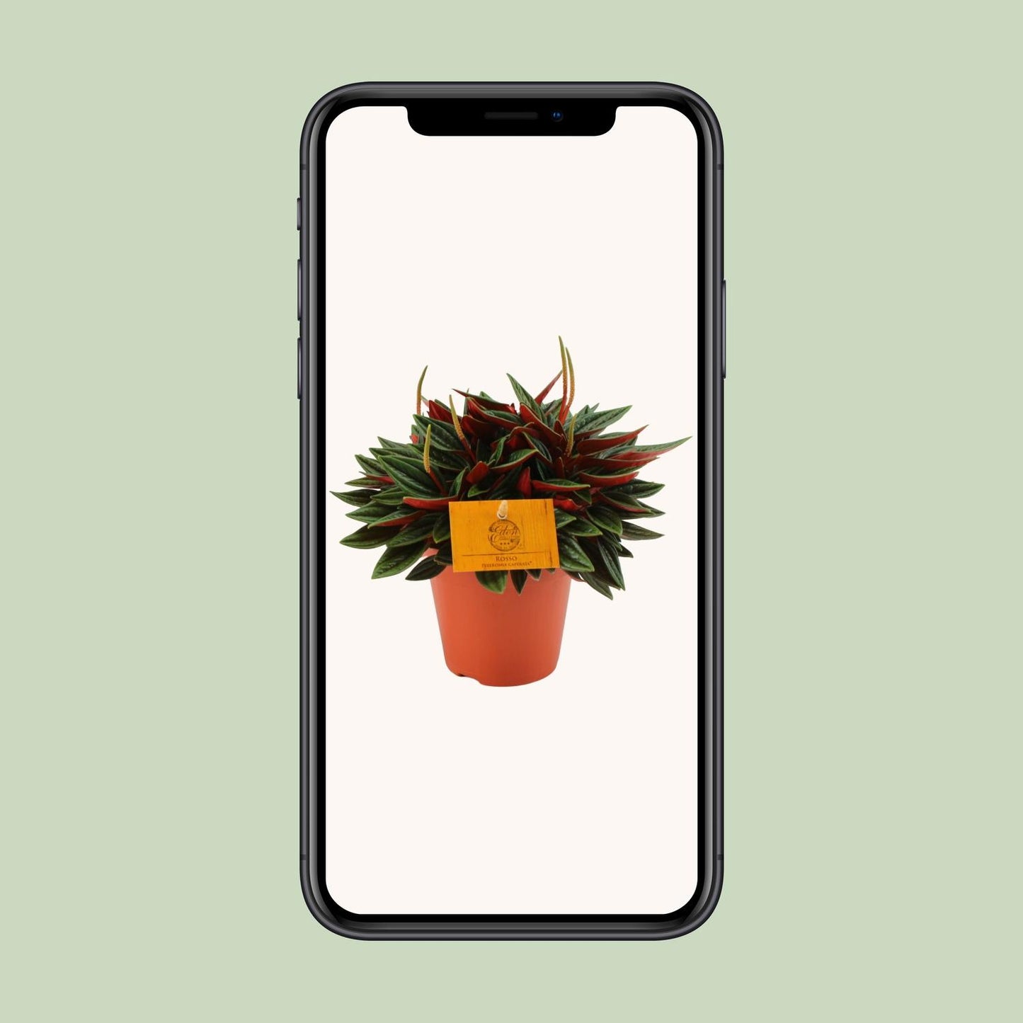 Peperomia Caperata Rosso - Ø12cm - ↕20cm - Pflanzfix24
