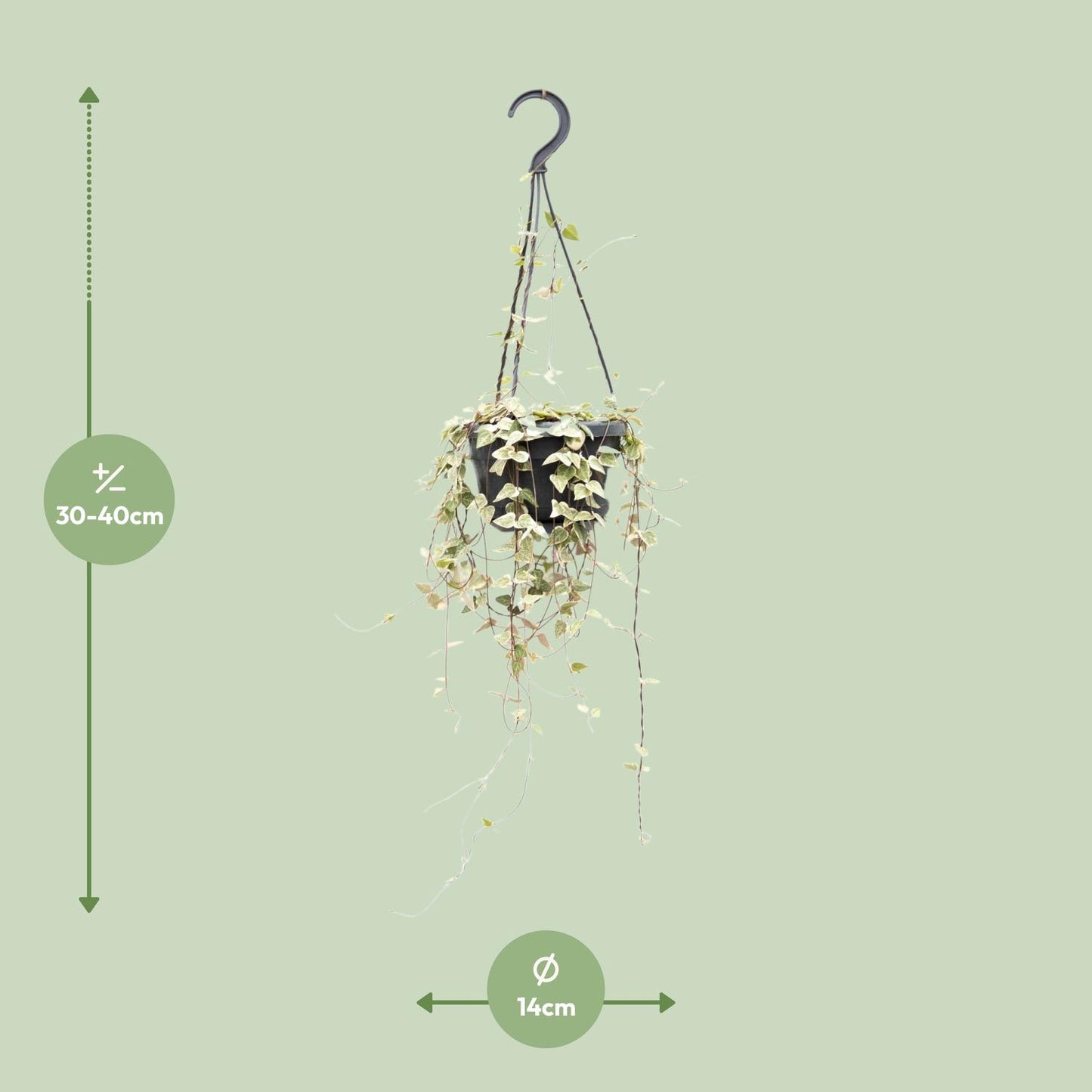 Ceropegia Woodii ssp.woodii - Ø14cm - ↕50cm - Pflanzfix24.de - Pflanzfix24.de