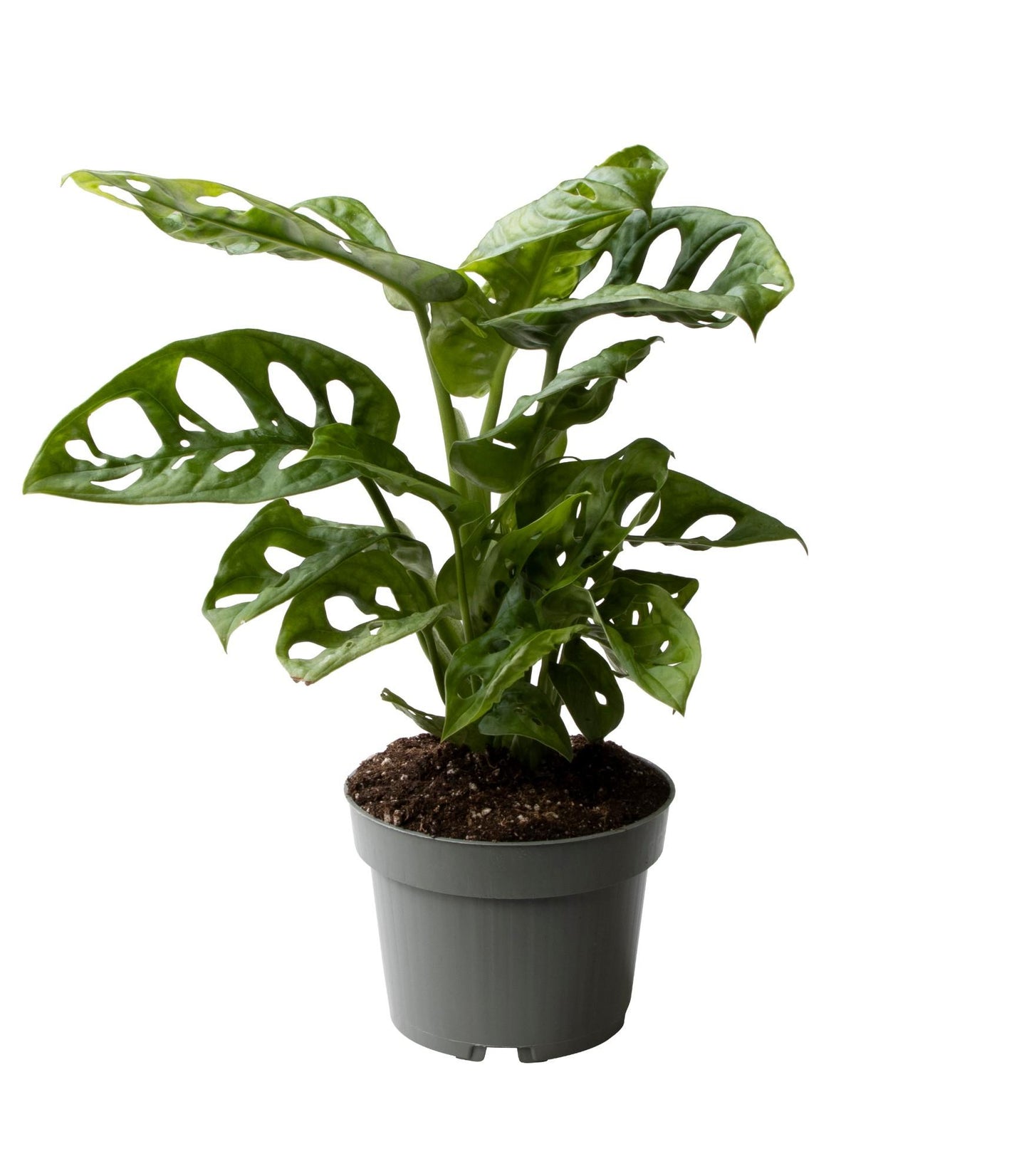 Monstera Obliqua 10,5 cm - Ø10cm - ↕25cm bei Pflanzfix24