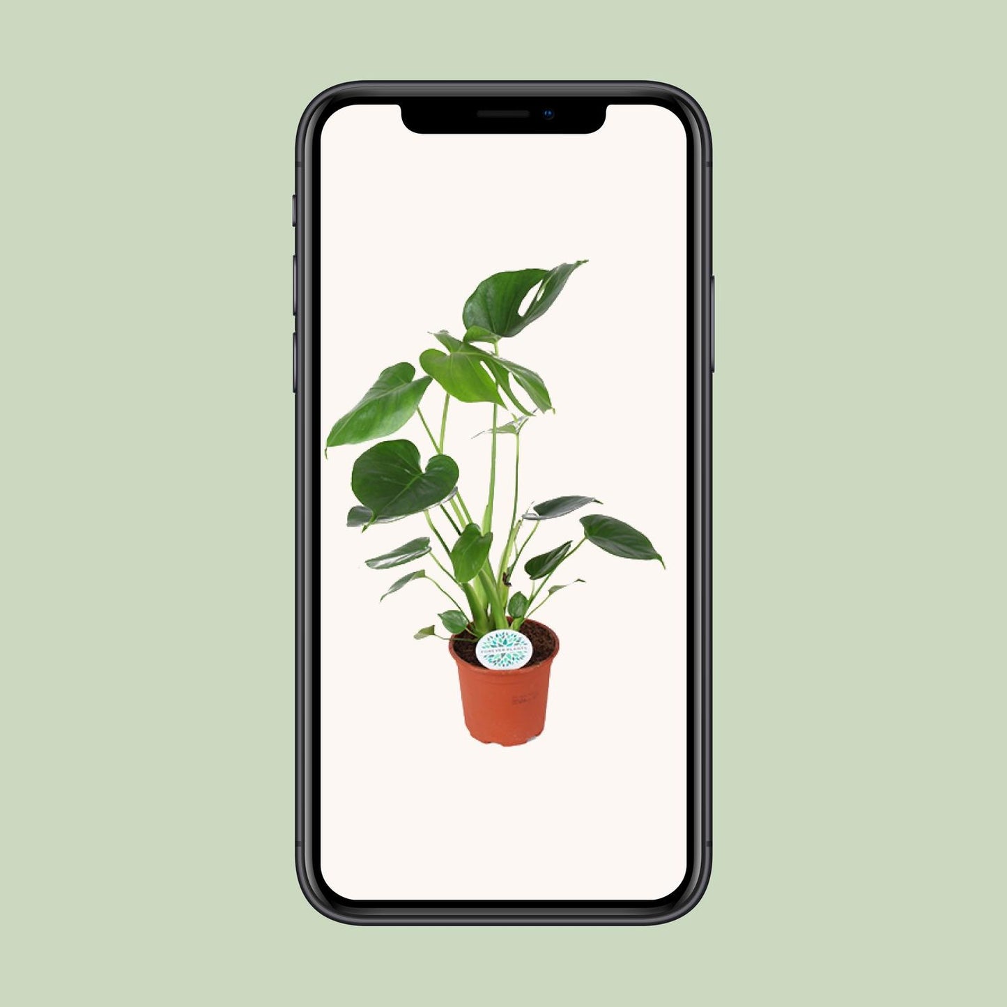 Monstera Deliciosa Ø14cm – Schweizer Käse-Pflanze | Pflanzfix24