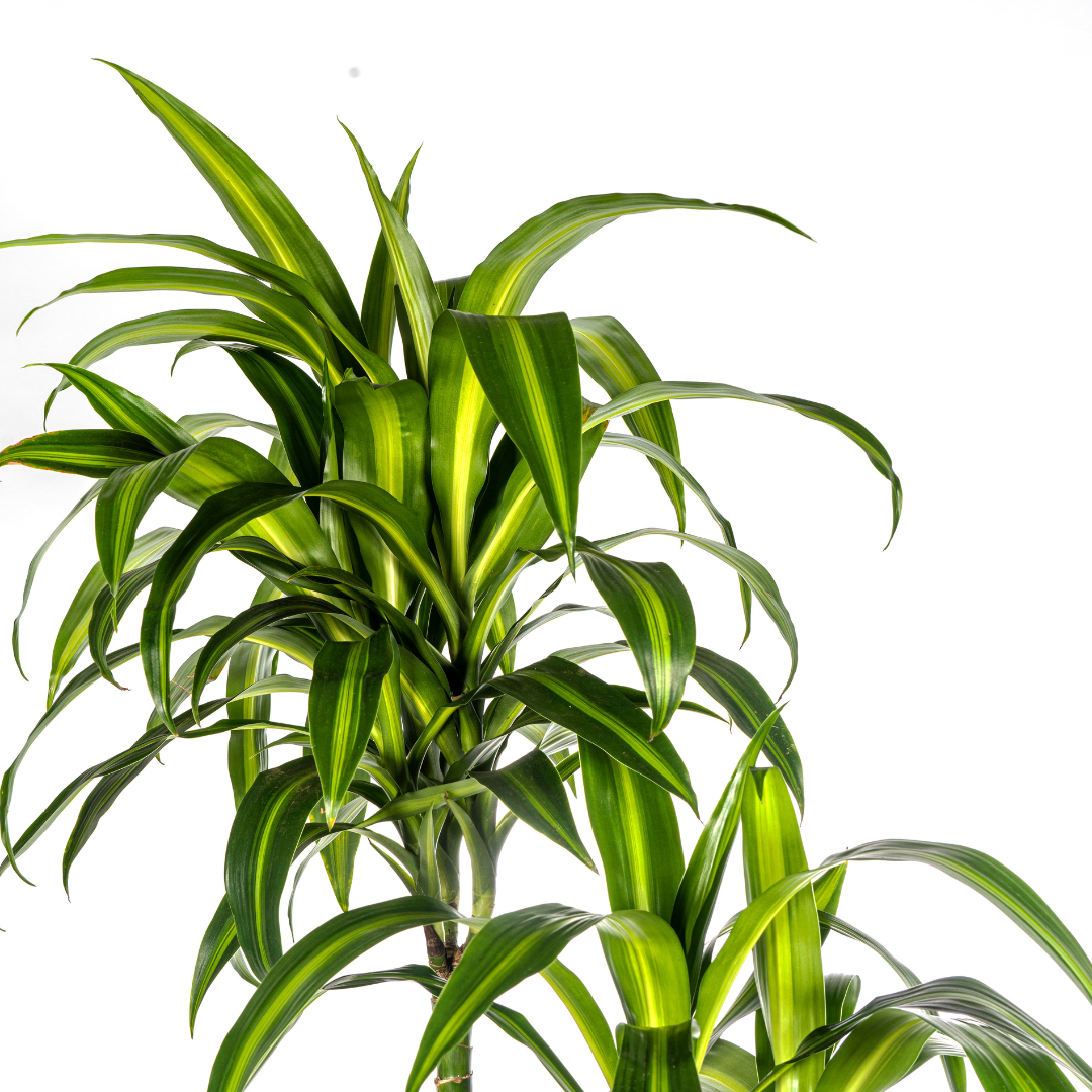 Dracaena Deremensis Hawaiian Sunshine Ø27cm – 170-190cm | Pflanzfix24