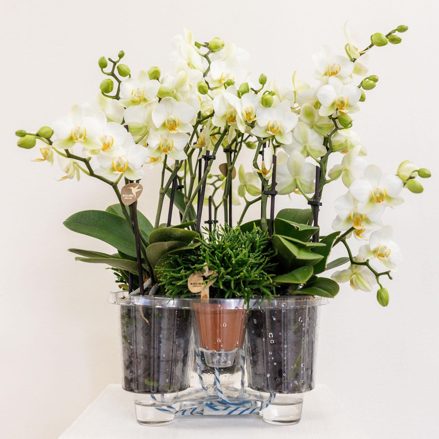 Kolibri Orchideen Set Weiß mit Wassertank – Pflanzfix24.de - Pflanzfix24.de