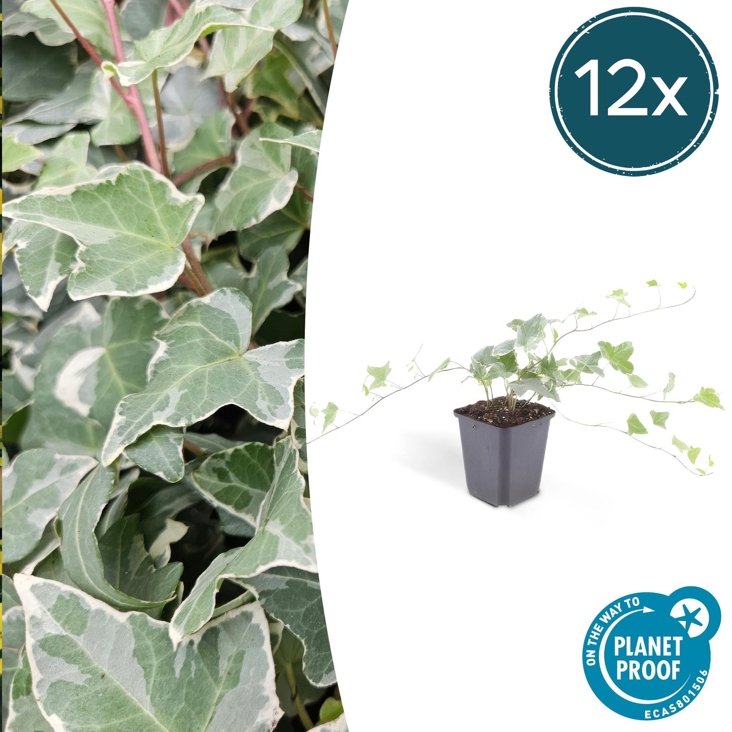 12x Hedera helix 'Glacier' – Efeu mit silberweißen Adern | Pflanzfix24.de - Pflanzfix24.de