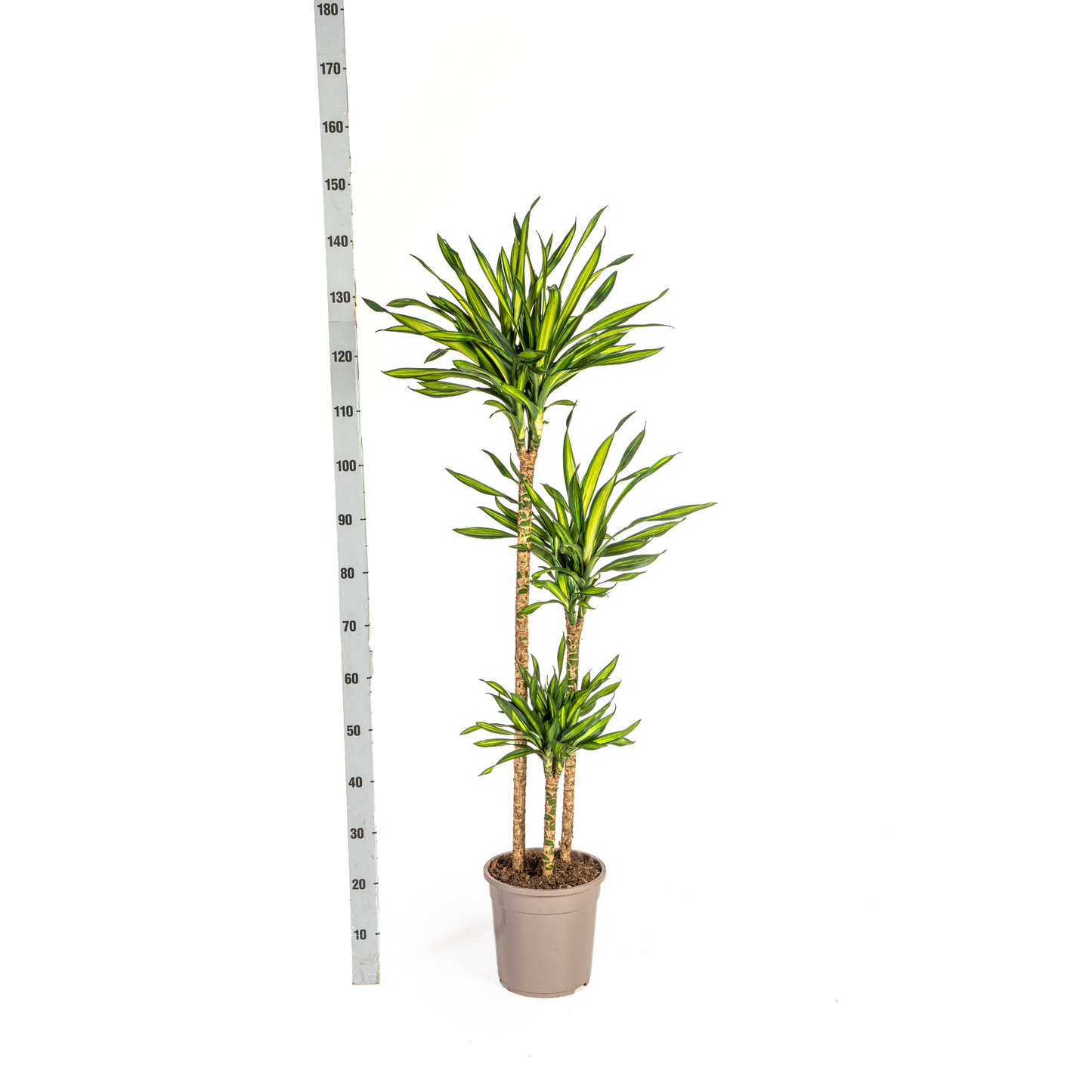 Dracaena Deremensis Rikki Ø24cm - Pflanzfix24