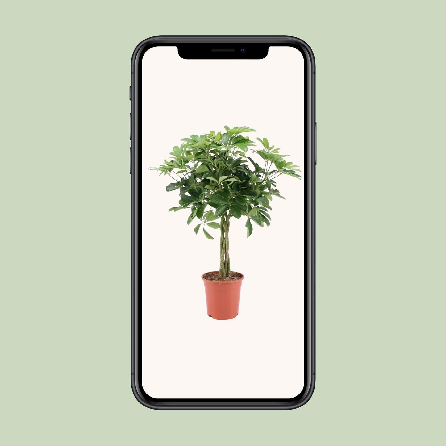 Schefflera Arboricola Nora - Ø19cm - ↕75cm - Pflanzfix24