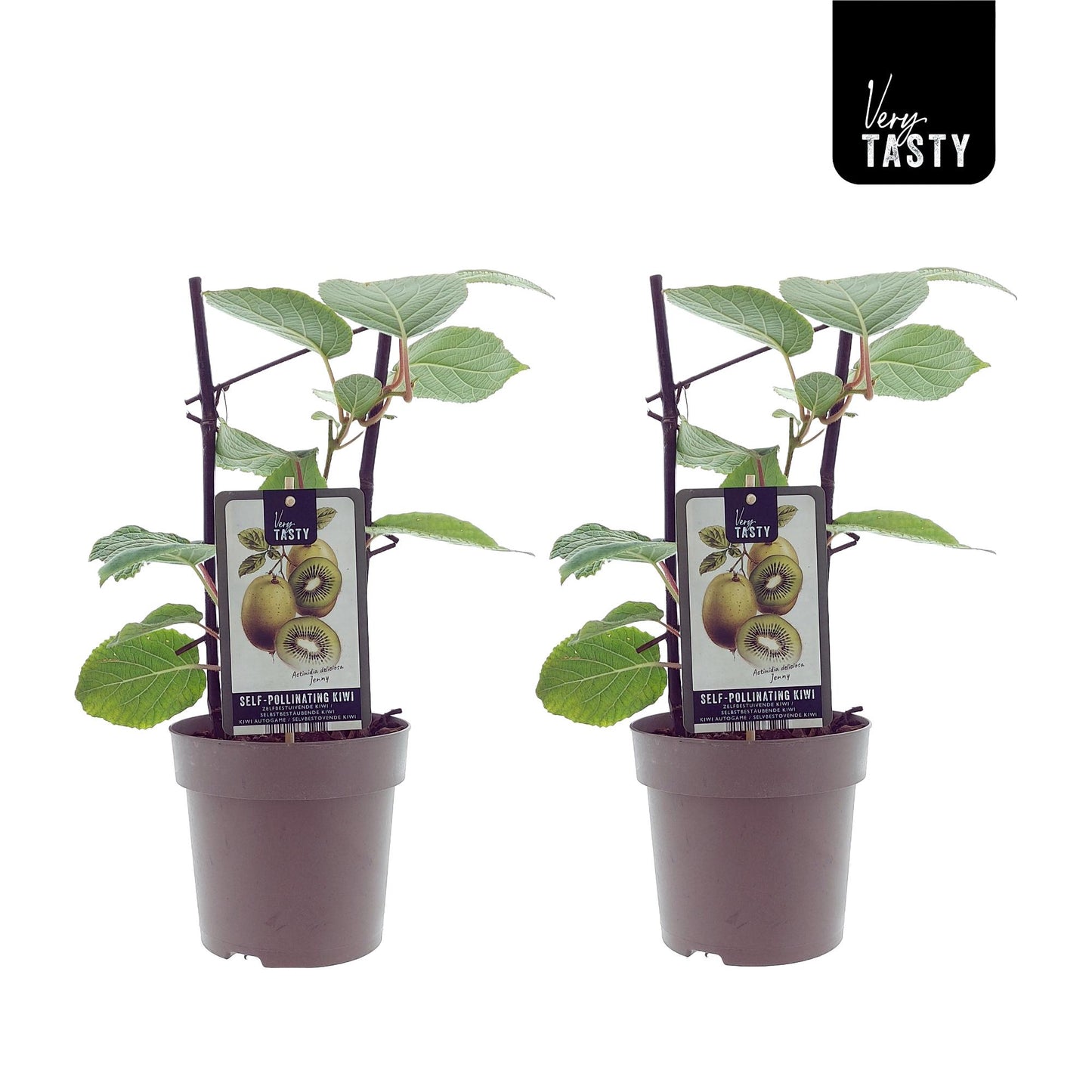 Actinidia Jenny (15007) - 2er Set - Pflanzfix24