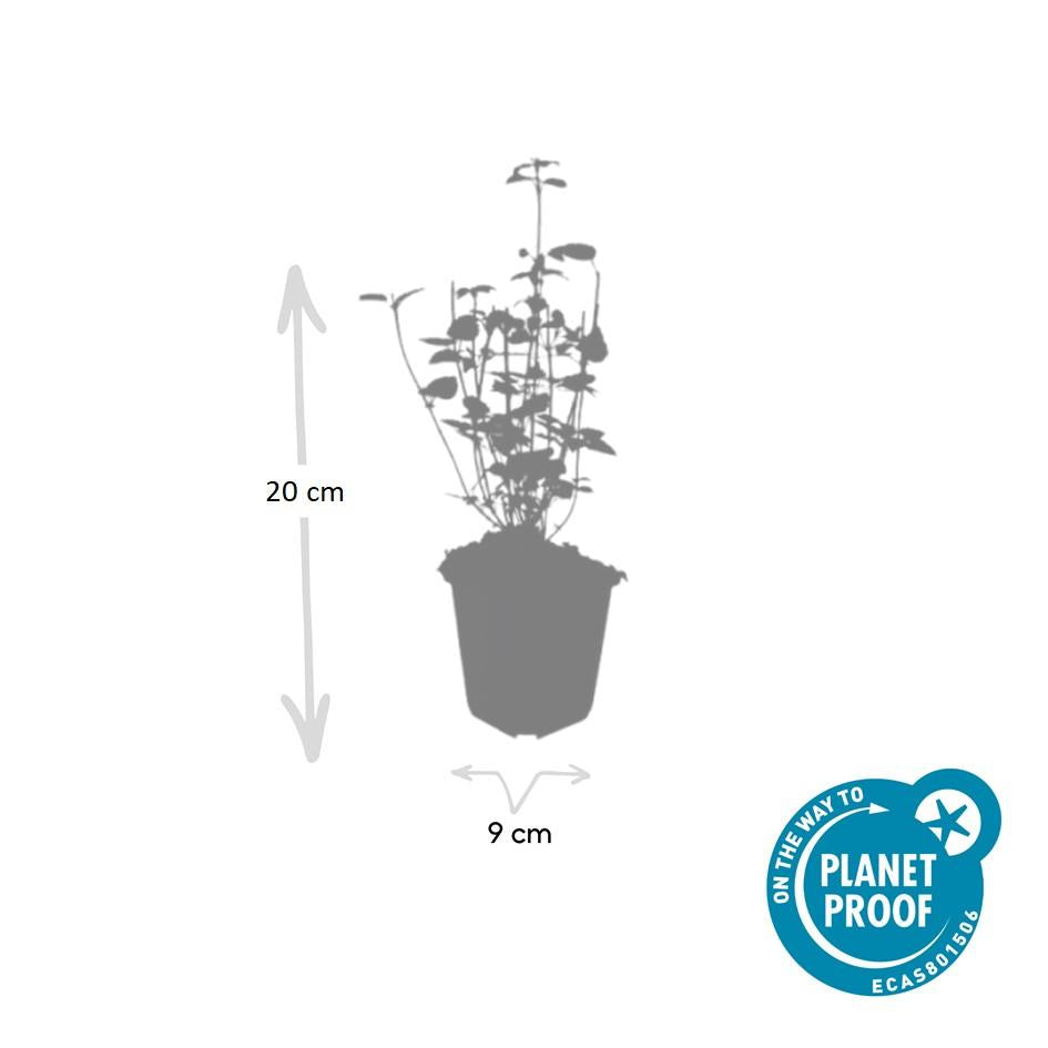 12x Agastache 'Black Adder' – Duftstaude – Pflanzfix24.de - Pflanzfix24.de