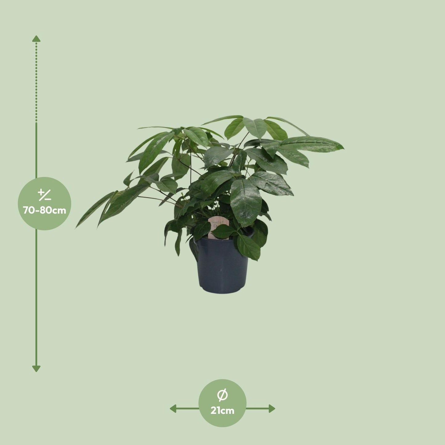 Schefflera Actinophylla - Ø21cm - ↕80cm Pflanzfix24