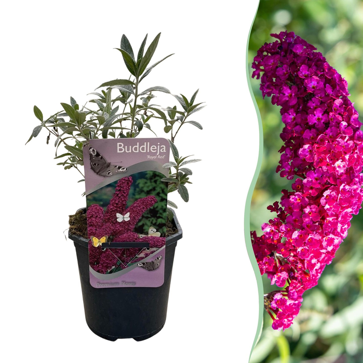 Pflanzfix24.de - Schmetterlingsstrauch - Buddleja davidii Royal Red - 1 Pflanze - Pflanzfix24.de
