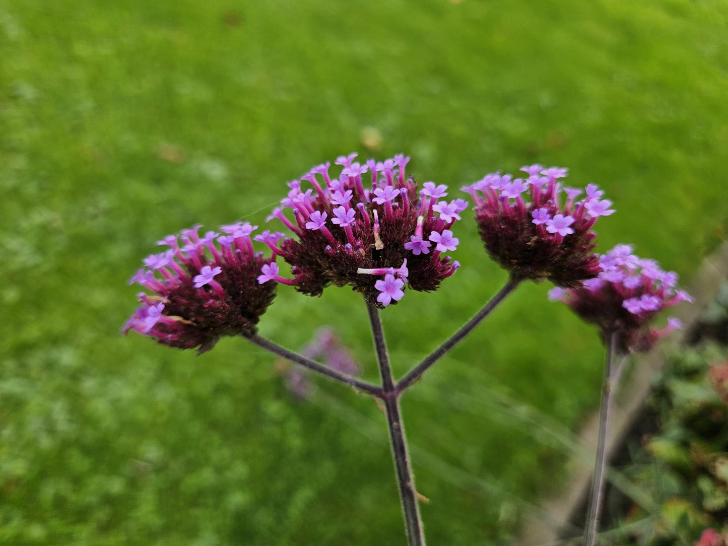 6x Verbena bon. 'Lollipop' - ↕10-25cm - Ø9cm - Pflanzfix24.de - Pflanzfix24.de