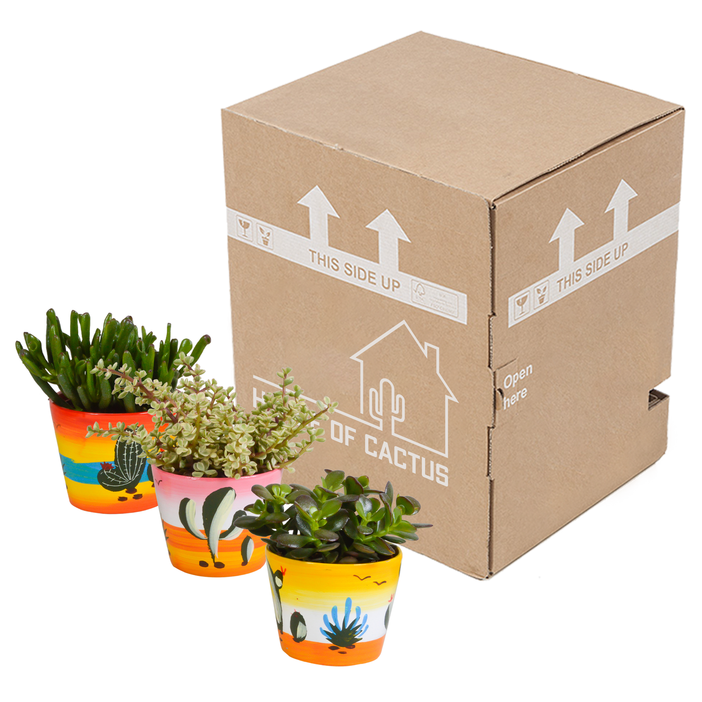 Crassula-Mischung 10,5 cm - 3x - in Mexicaanse pot - Pflanzfix24.de - Pflanzfix24.de