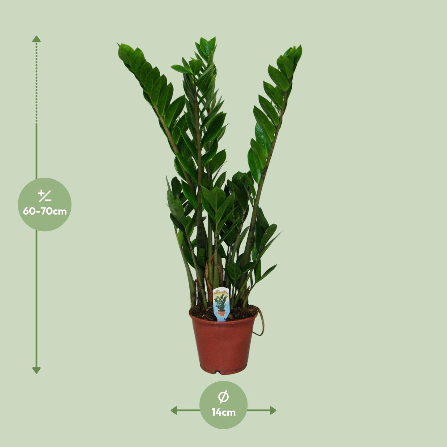 Zamioculcas Zamiifolia Ø14cm, 50cm – Pflegeleichte Zimmerpflanze | Pflanzfix24.de - Pflanzfix24.de