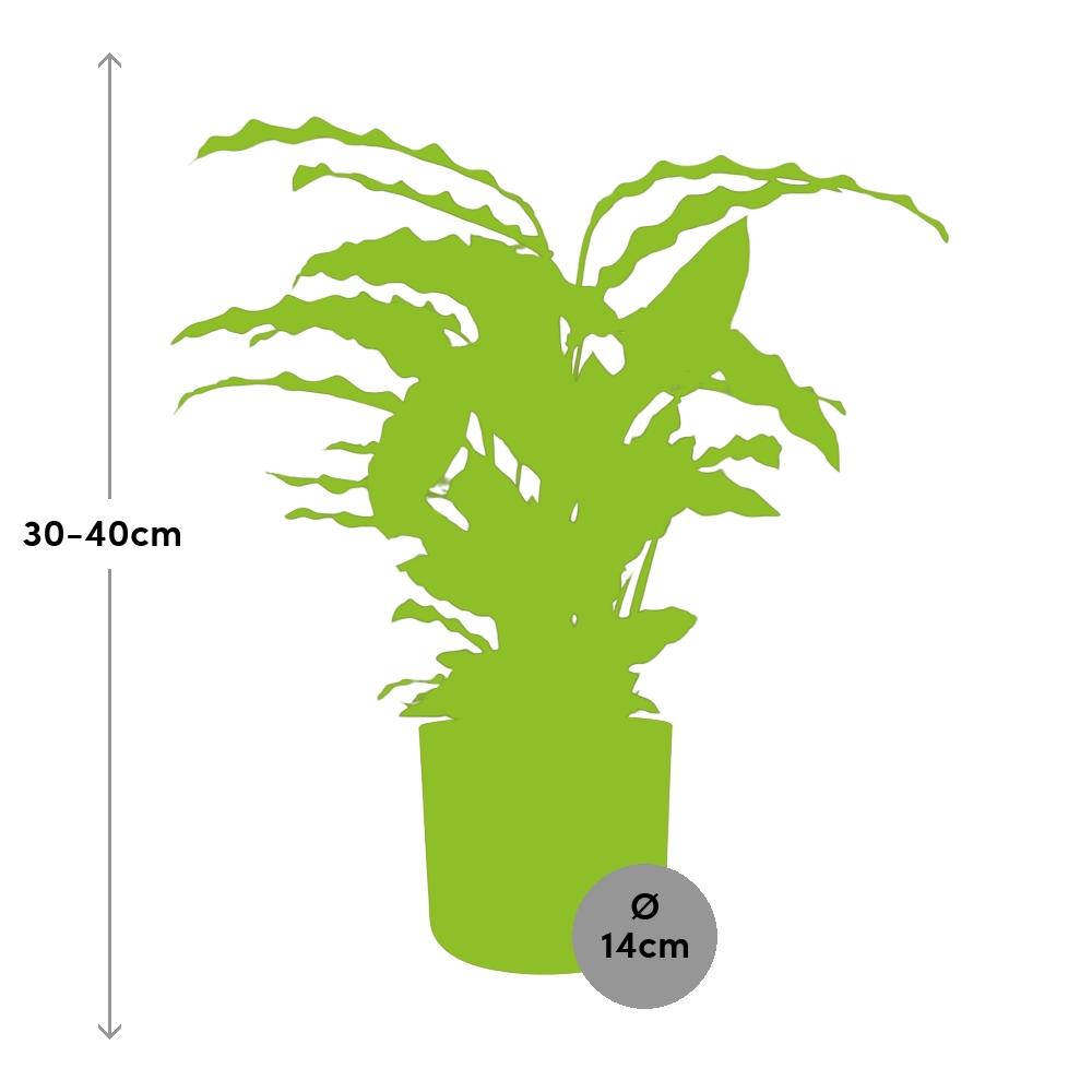 Calathea Rufibarba 'Tropistar' in ELHO b.for soft rond 14cm brique - Pflanzfix24