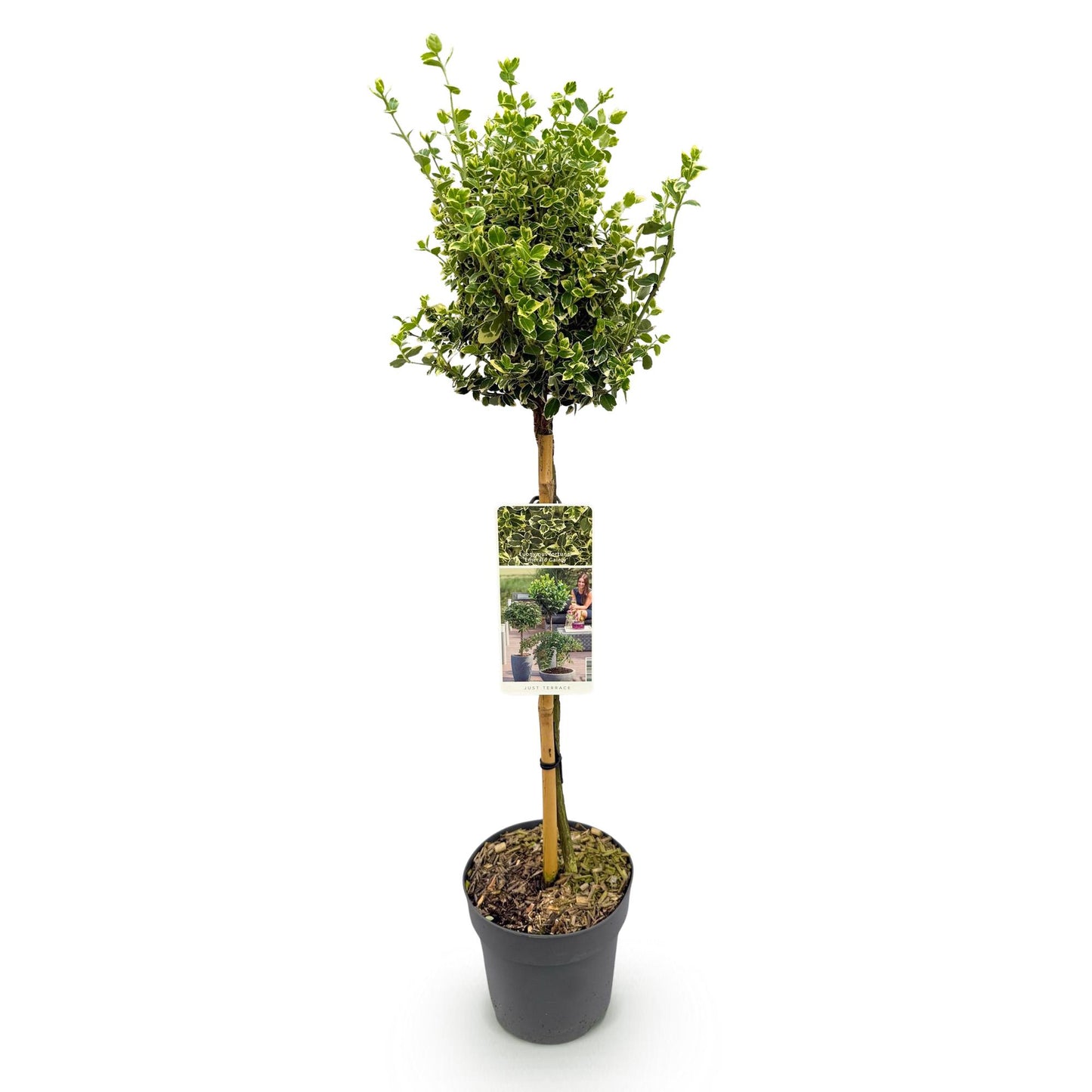 Euonymus fortunei Emerald Gaiety 90 cm – Gartenpflanze bei Pflanzfix24