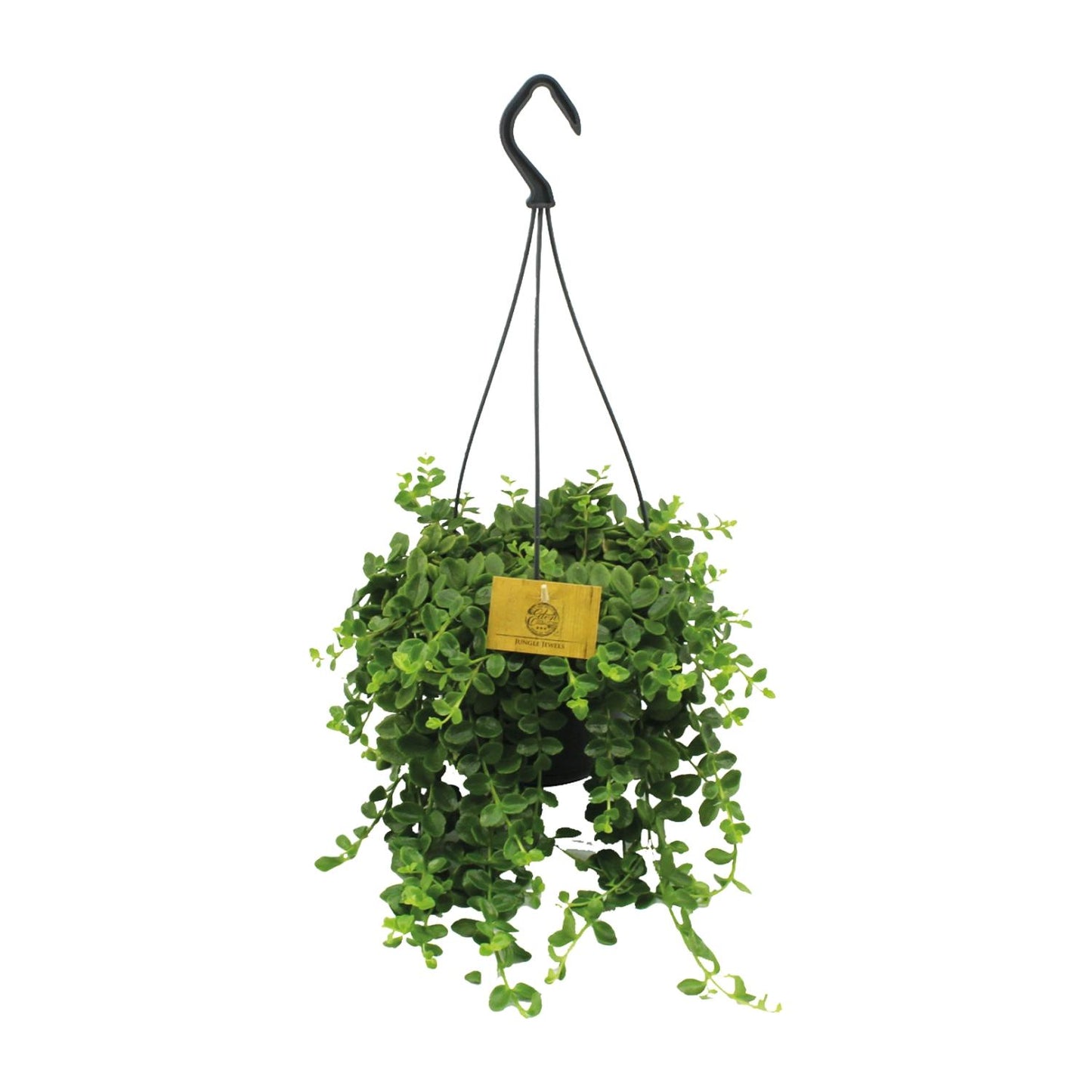Kalanchoe Mangini - Ø15cm - ↕40cm - Pflanzfix24