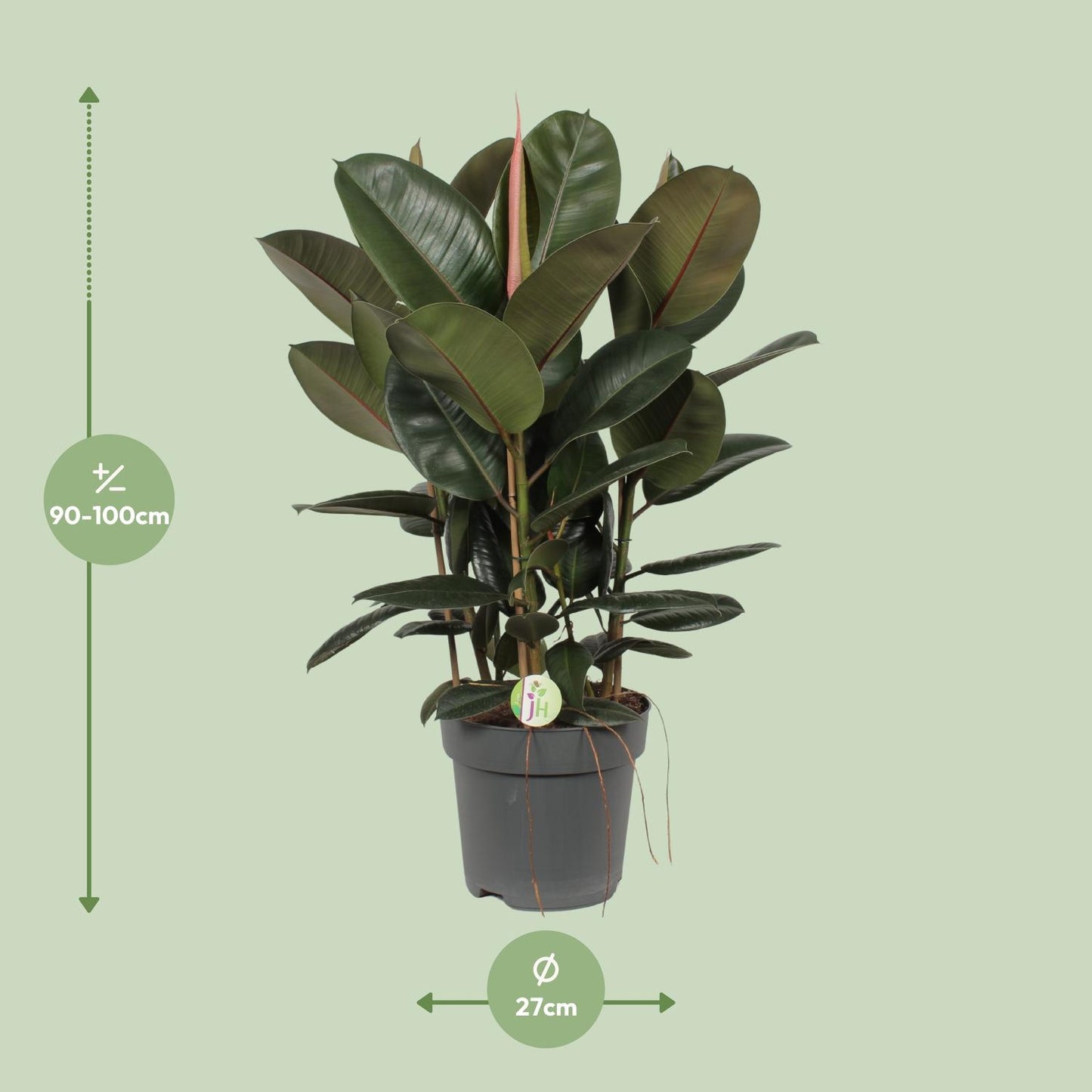 Ficus Robusta - Ø27cm - ↕90cm - Pflanzfix24.de - Pflanzfix24.de