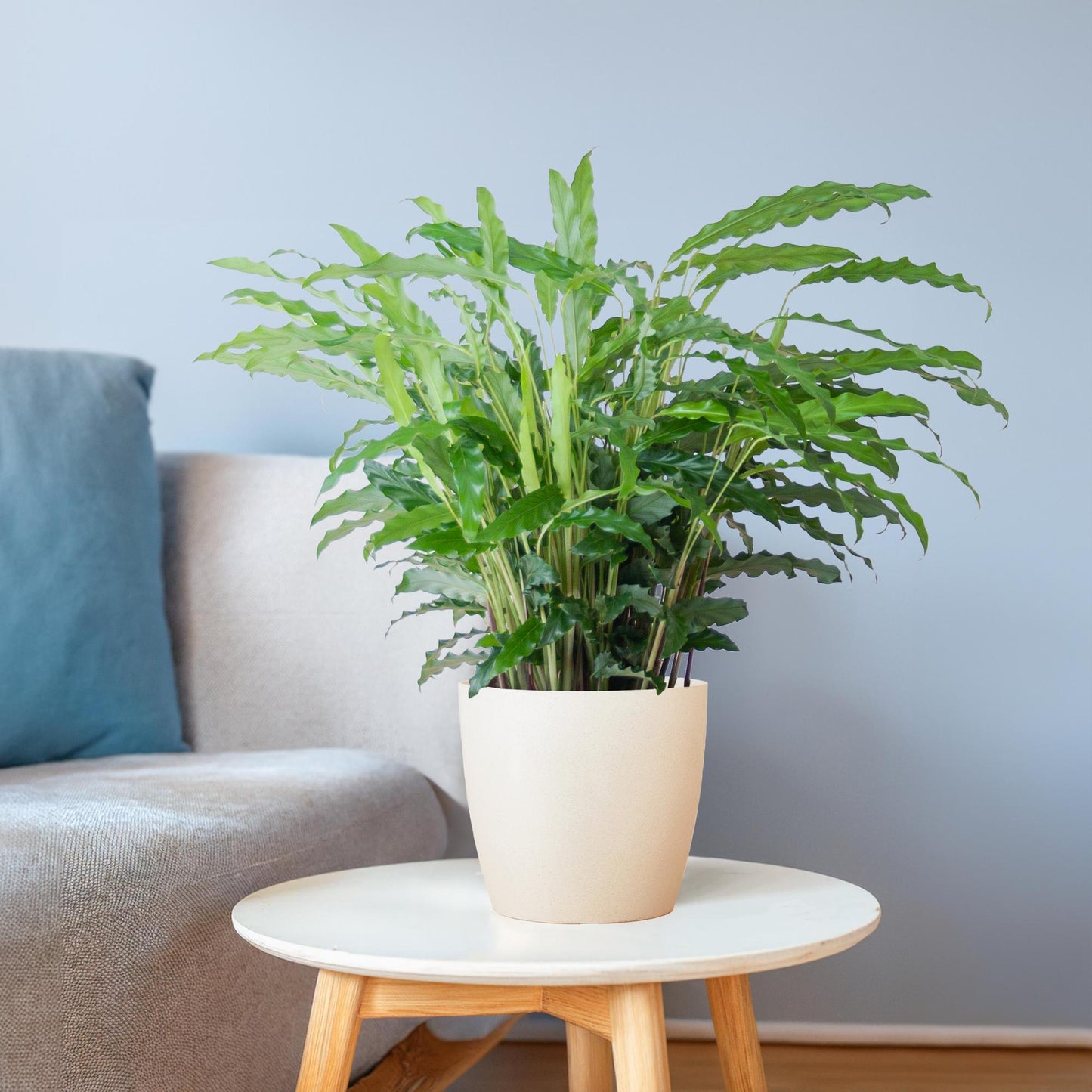 Calathea Rufibarba mit Viber weiß - 55cm - Ø17 - Pflanzfix24