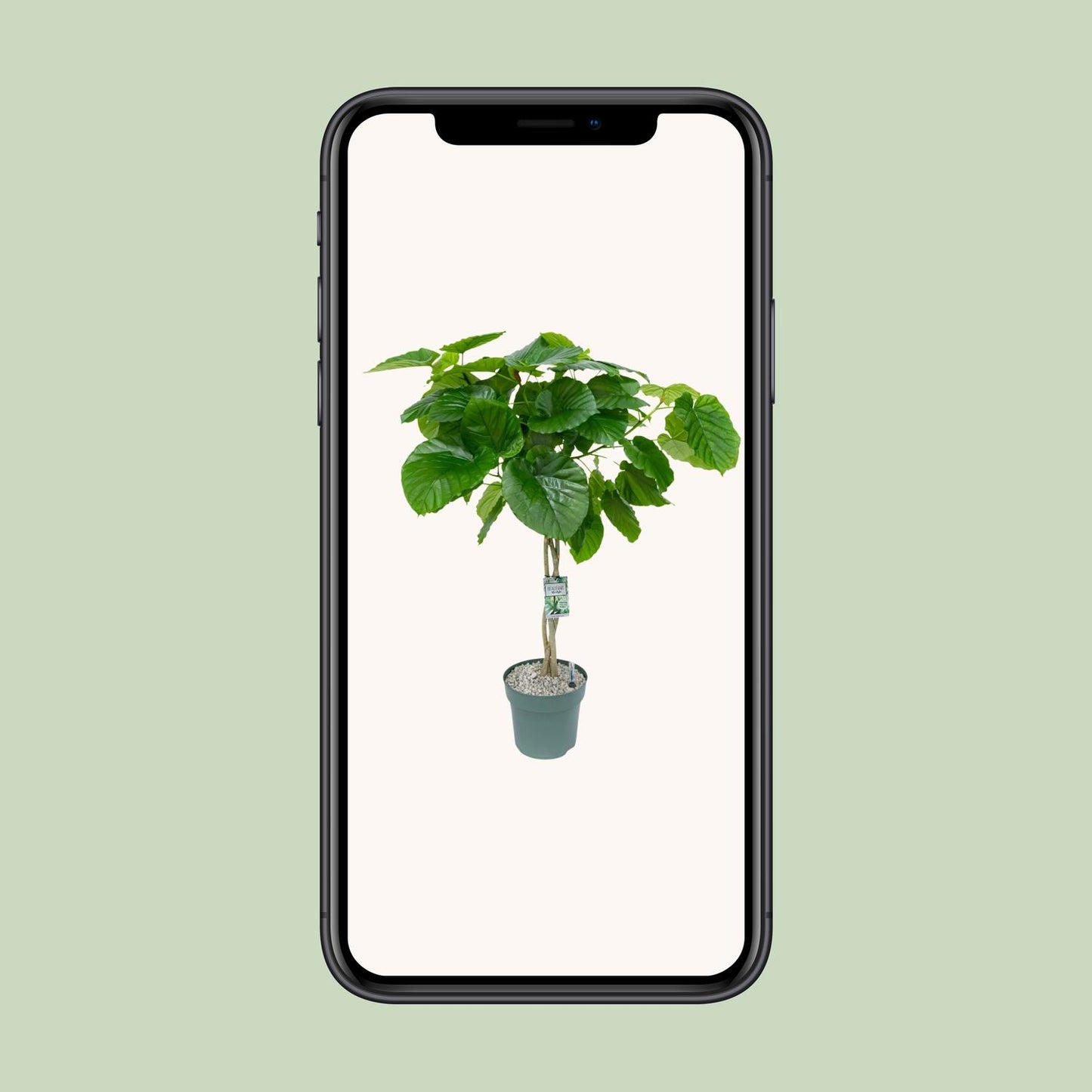 Ficus Umbellata (Gevlochten) - Ø27cm - ↕120cm - Pflanzfix24