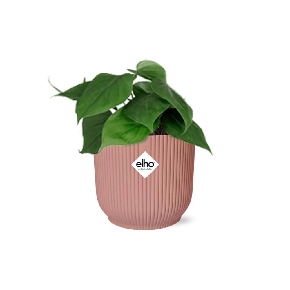 Philodendron Scandens in ELHO Vibes 14cm rosa Topf | Pflanzfix24.de