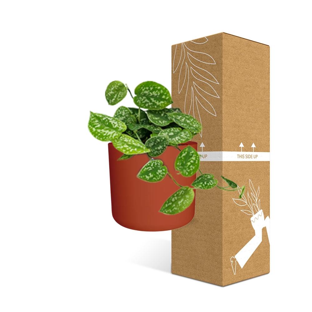 Scindapsus Pictus ‘Argyraeus’ in ELHO b.for soft rond 14cm brique - Pflanzfix24