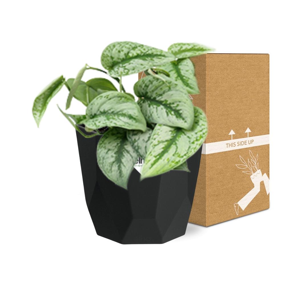 Scindapsus Pictus ‘Trebie’ 14cm - Pflanzfix24