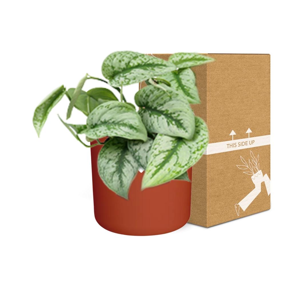 Scindapsus Pictus ‘Trebie’ in ELHO b.for soft rond 14cm brique - Pflanzfix24