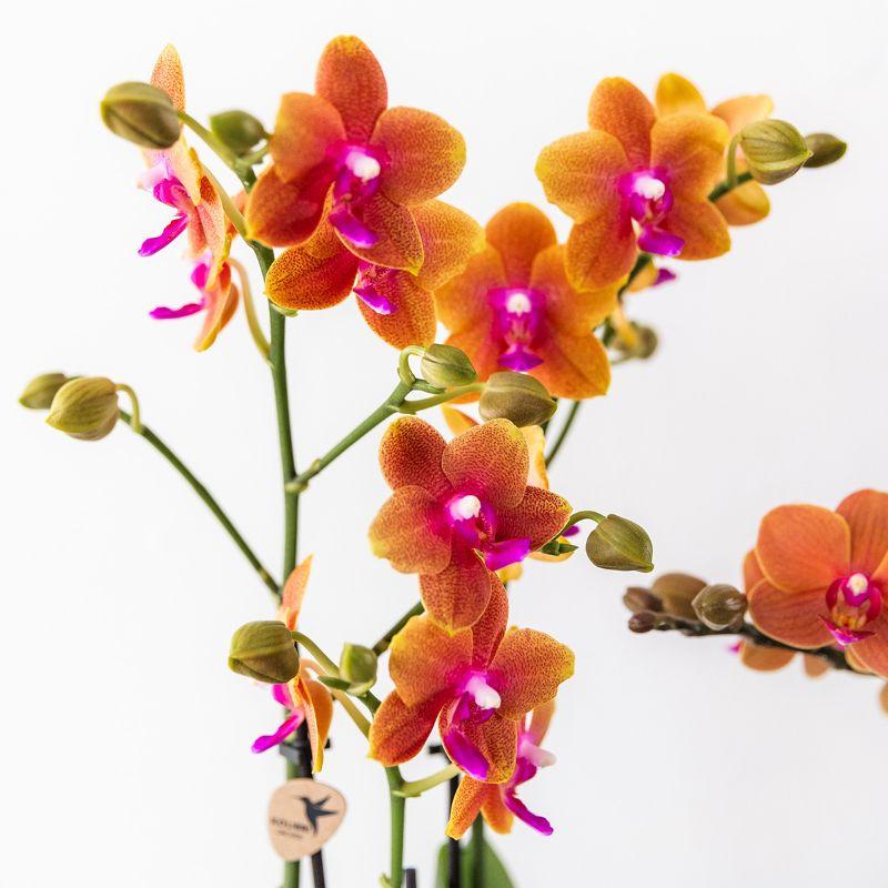 Orange duftende Phalaenopsis-Orchidee im cognacfarbenen Stripe-Ziertopf - Pflanzfix24