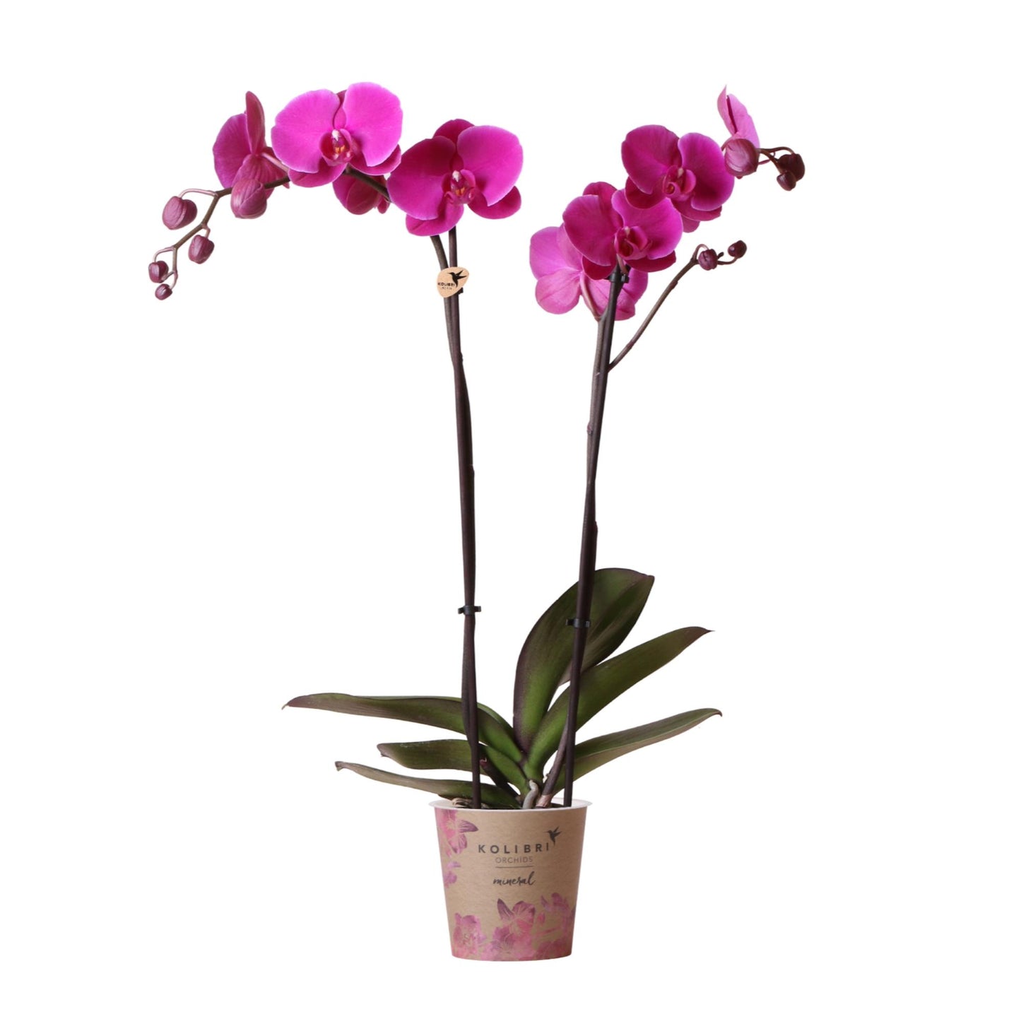 Phalaenopsis Orchidee Joyride - Mineral violett - 12 cm Topfgröße - Pflanzfix24