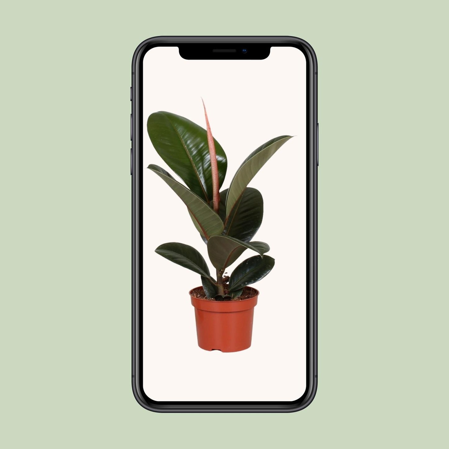 Ficus Elastica Robusta - Ø12cm - ↕35cm bei Pflanzfix24.de - Pflanzfix24.de