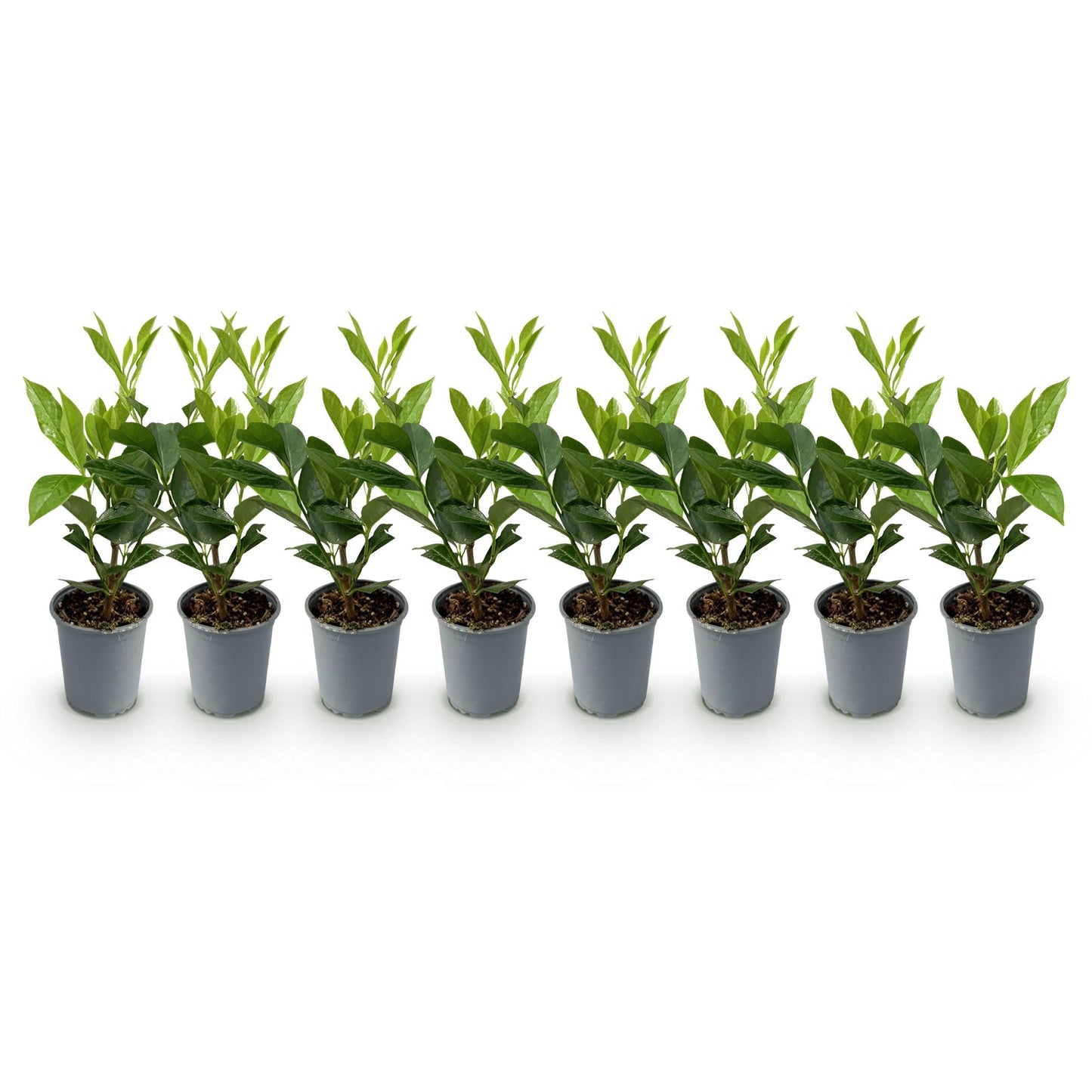 Pflanzfix24 - Prunus laurocerasus Caucasica - Heckenpflanzen - 8 Pflanzen - 1 laufenden Meter