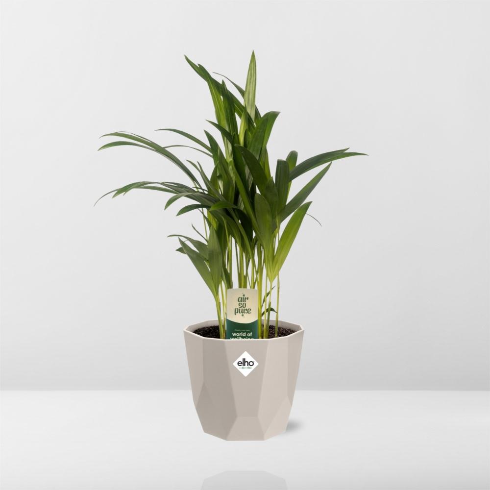 Dypsis Lutescens Bambuspalme 12cm in ELHO b.for rock 14 cm warm grey - Pflanzfix24