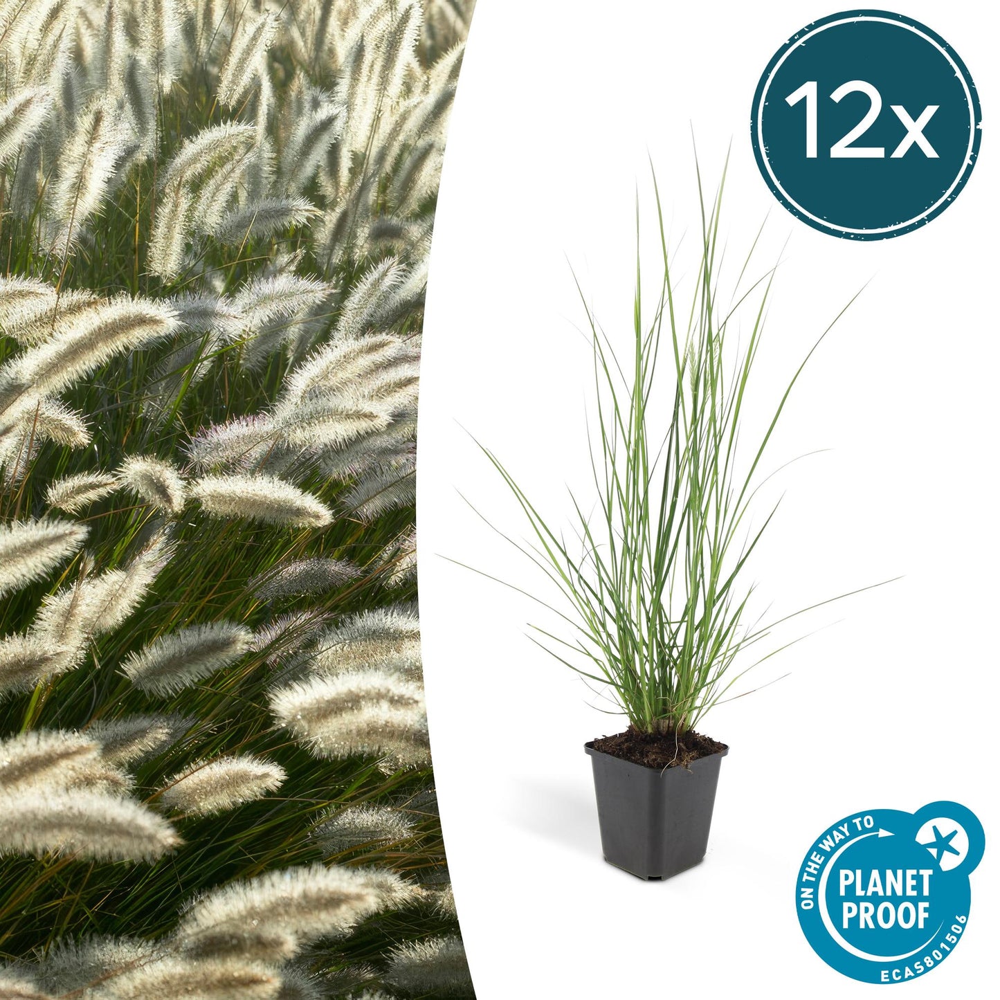 12x Pennisetum alopecuroides 'Hameln' – Ziergras | Pflanzfix24.de - Pflanzfix24.de