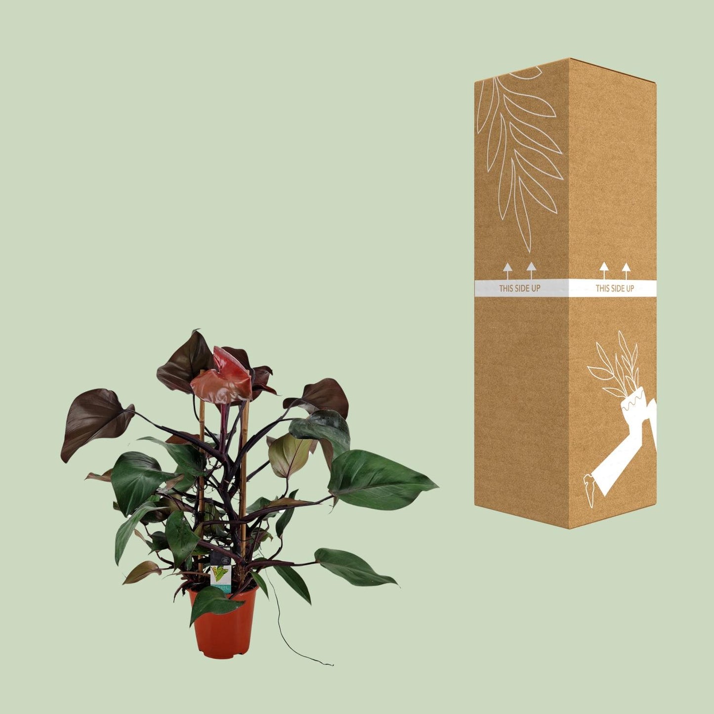 Philodendron Ruby Pyramide - Ø19cm - ↕75cm - Pflanzfix24