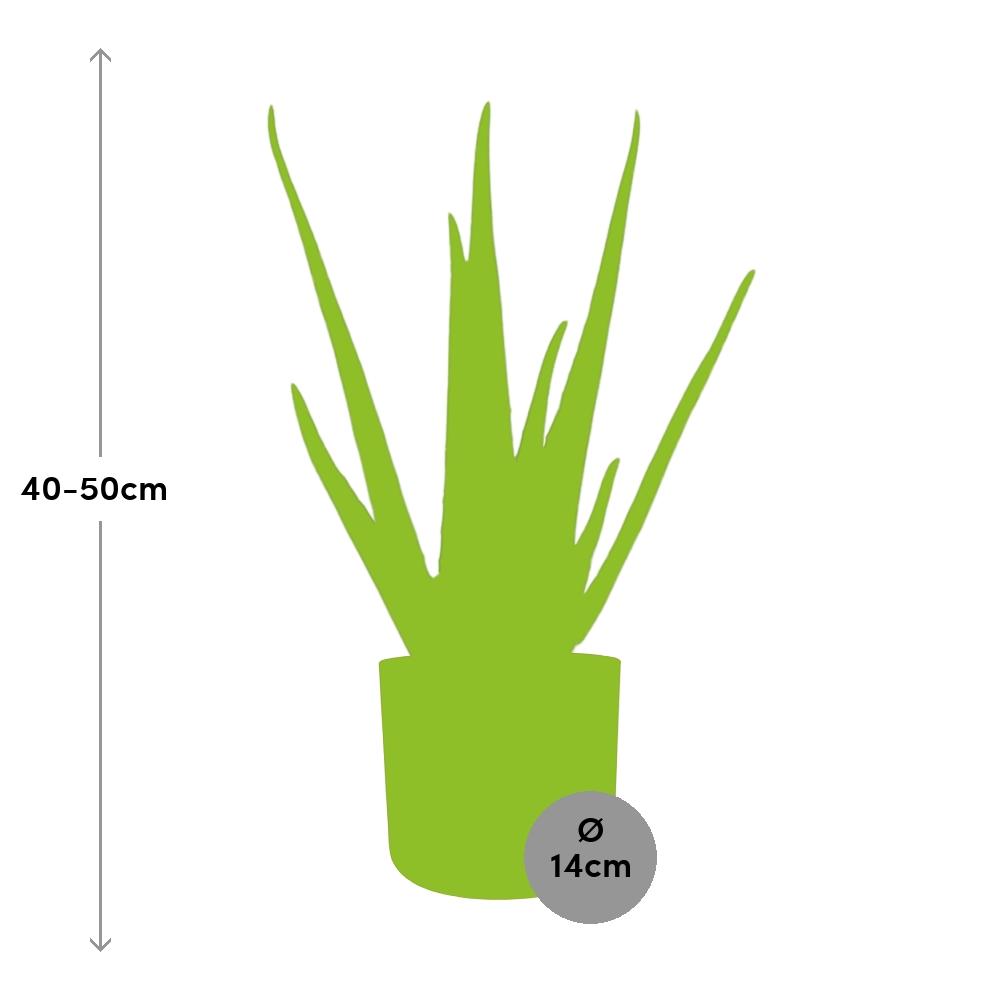 Aloe Vera 12cm ELHO b.for soft rond 14cm brique - Pflanzfix24