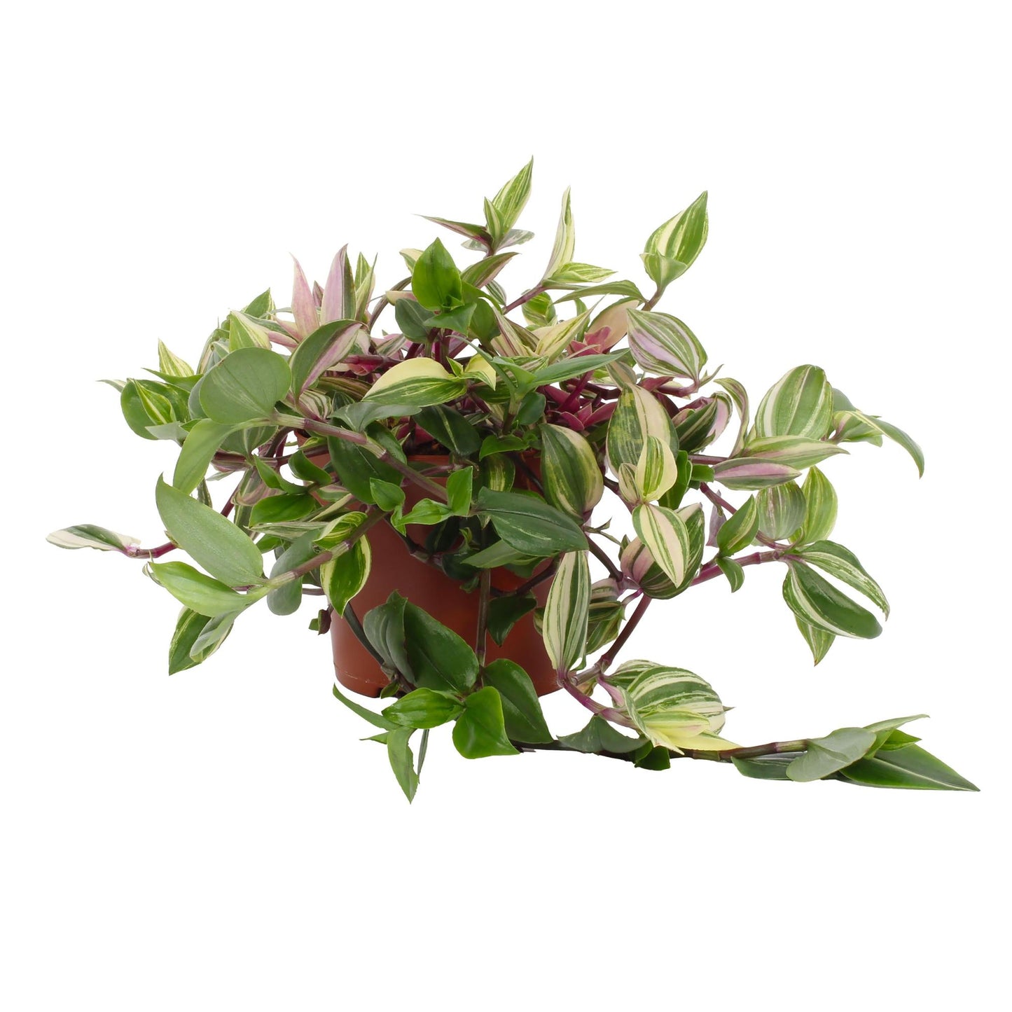Tradescantia Quadricolor - Pink Pampas 12cm - Ø12cm - ↕17cm - Pflanzfix24