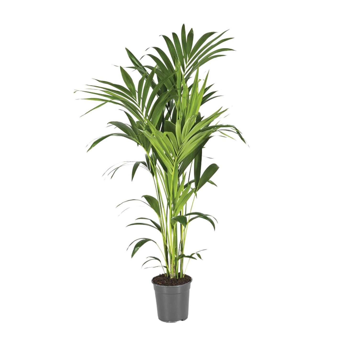 Kentia-Palme - Howea Forsteriana - Ø21cm - ↕130cm - Pflanzfix24.de - Pflanzfix24.de