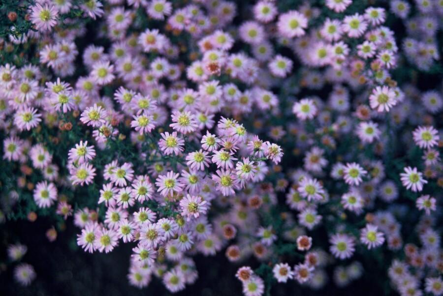 12x Aster ageratoides 'Stardust' – Weiße Herbstaster mit gelbem Zentrum | Pflanzfix24.de - Pflanzfix24.de