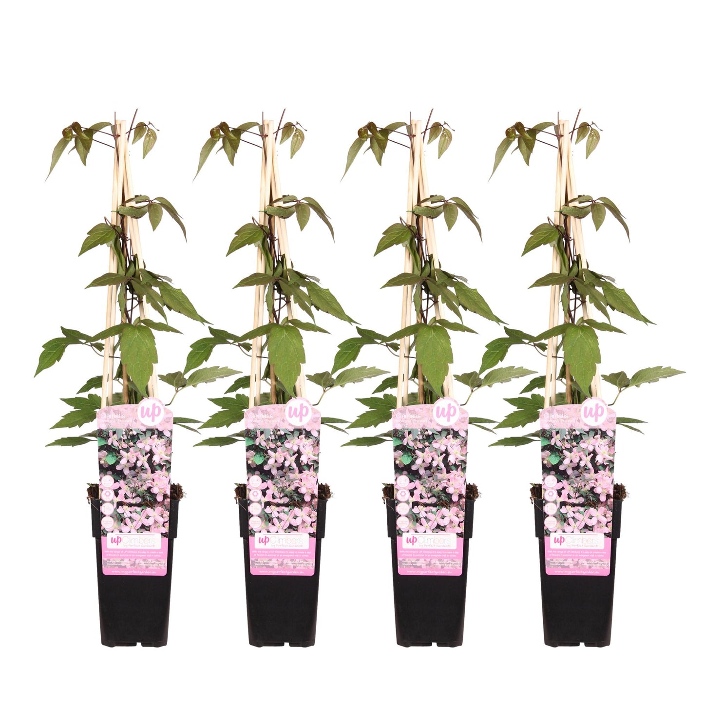 4x - Clematis Montana 'Fragrant Spring' - Pflanzfix24