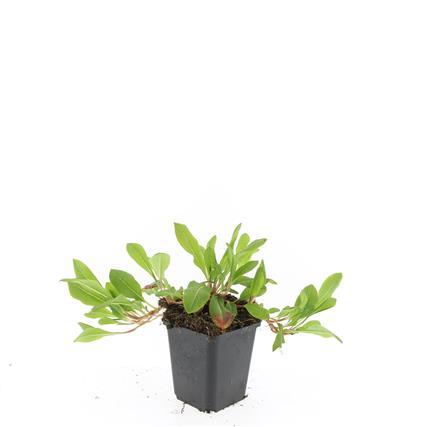 24x Persicaria aff. 'Darjeeling Red' - ↕10-25cm - Ø9cm - Pflanzfix24