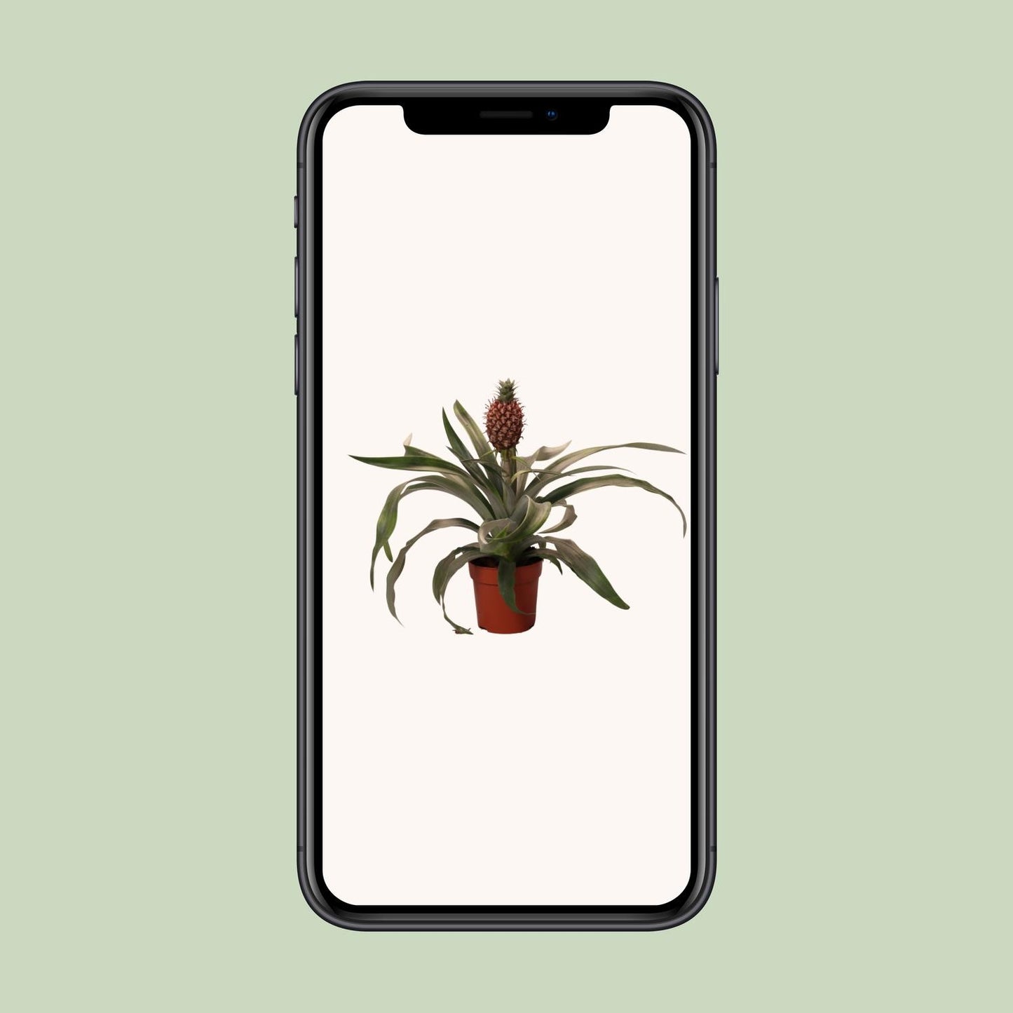 Ananas Rosita - Ø12cm - ↕35cm - Pflanzfix24