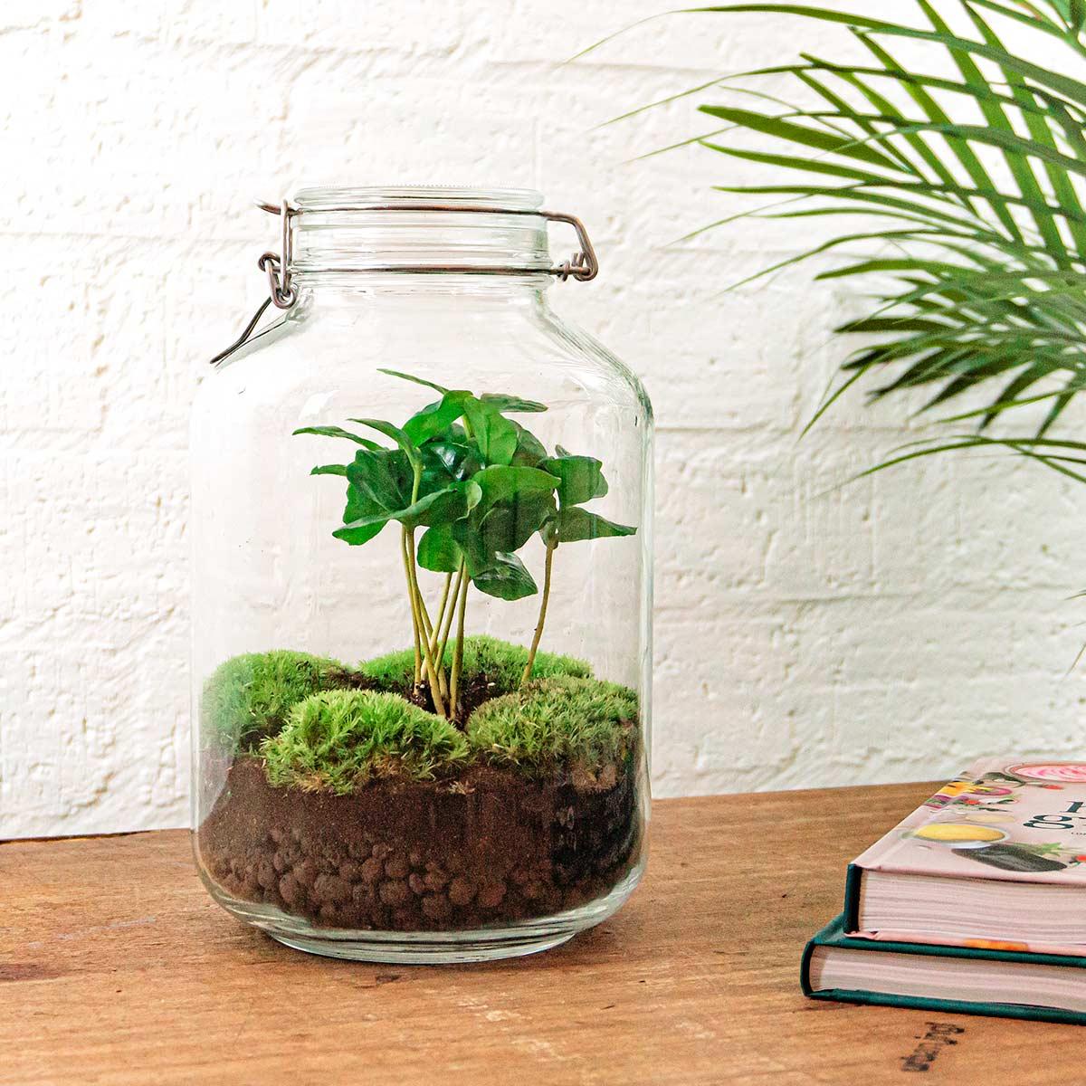 Flaschengarten - Coffea Arabica - ↕ 28 cm - Normal Jar - Pflanzfix24.de - Pflanzfix24.de
