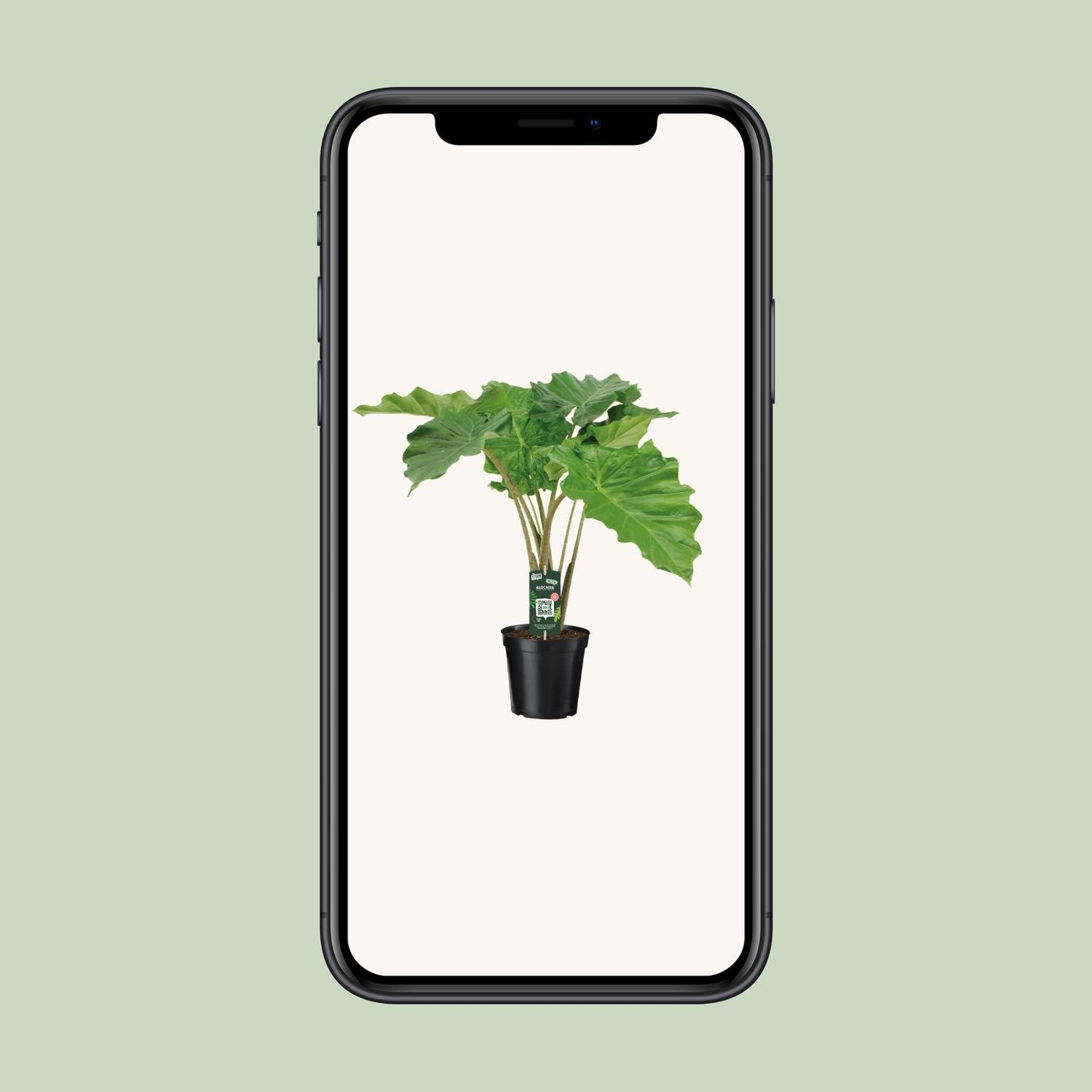 Alocasia Portodora - Ø21cm - ↕80cm bei Pflanzfix24