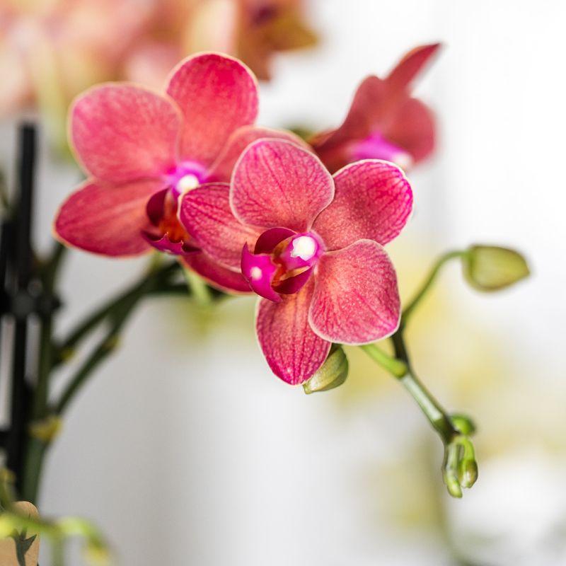 Pflanzset Rote Phalaenopsis & Sukkulenten | Pflanzfix24.de - Pflanzfix24.de