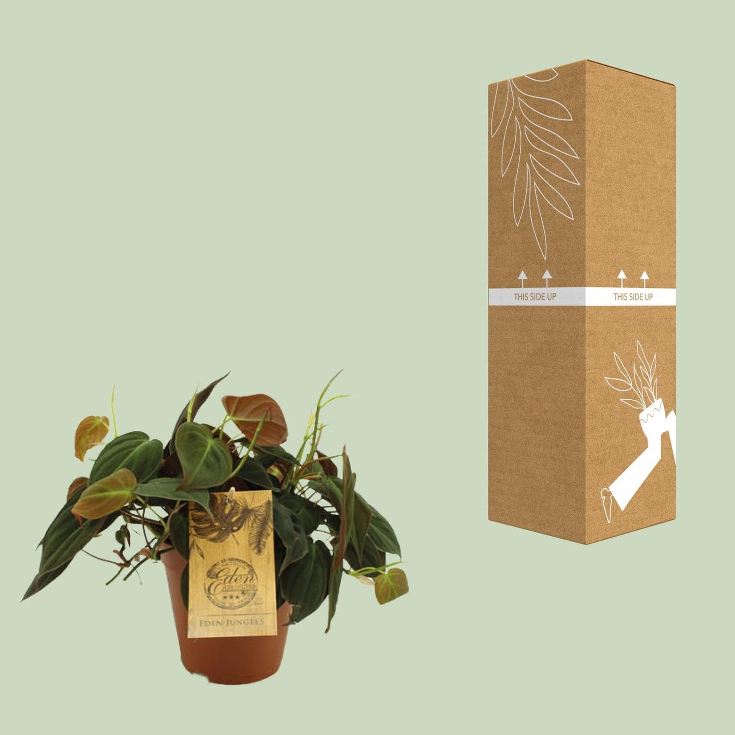 Philodendron Micans - Ø15cm - ↕40cm bei Pflanzfix24