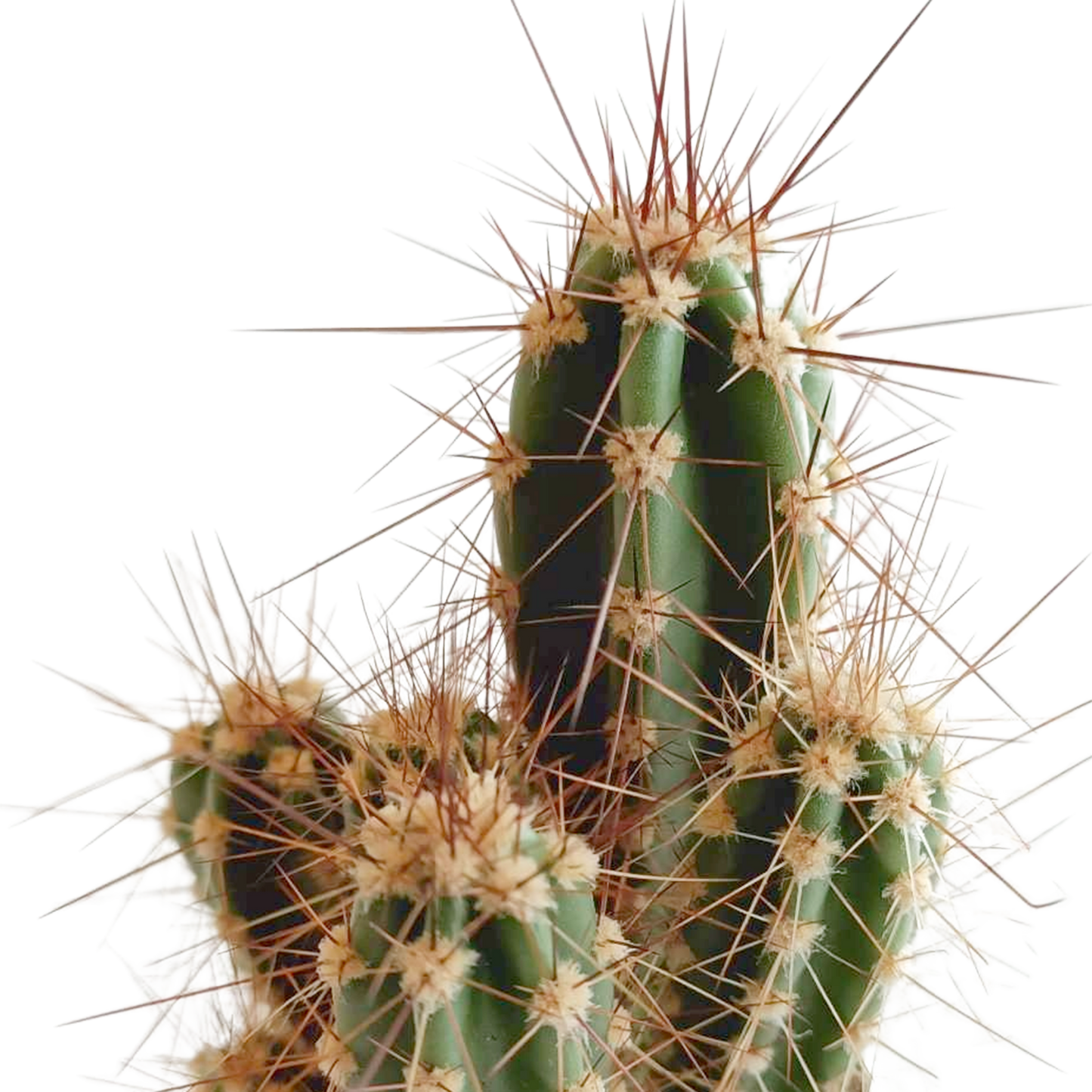 Kakteenmischung 5,5 cm - 5x - in Mexicaanse pot - Pflanzfix24.de - Pflanzfix24.de