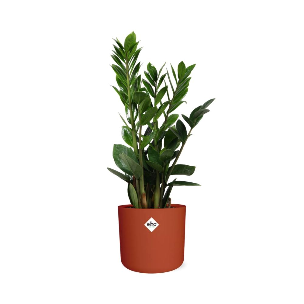 Zamioculcas - Hoogte 45-50 in ELHO b.for soft rond 14cm brique - Pflanzfix24
