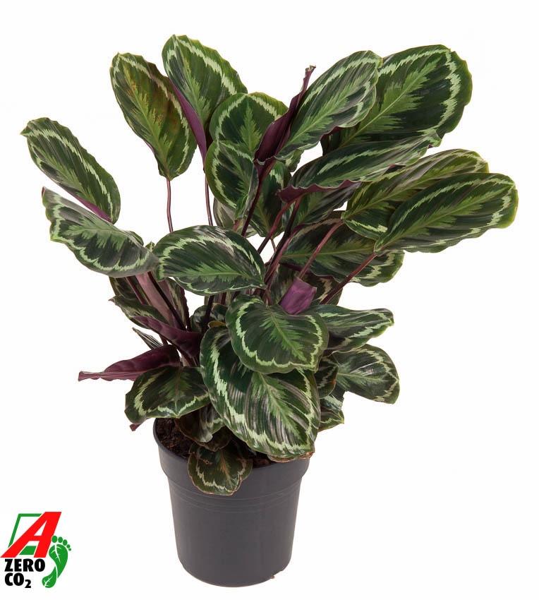 Calathea Medallion - 80 cm - Ø24cm bei Pflanzfix24.de