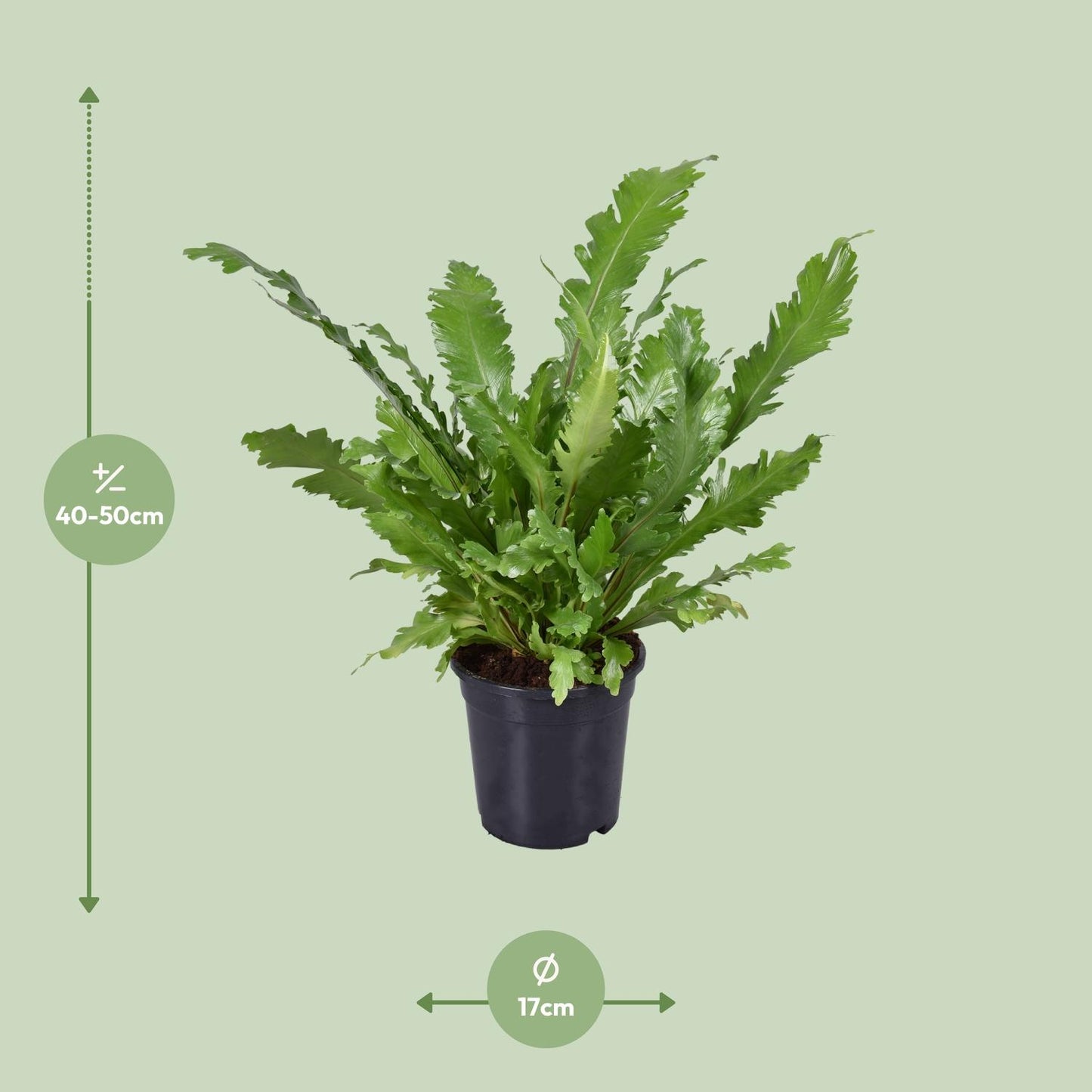 Asplenium Nidus - Ø17cm - ↕45cm - Pflanzfix24.de - Pflanzfix24.de